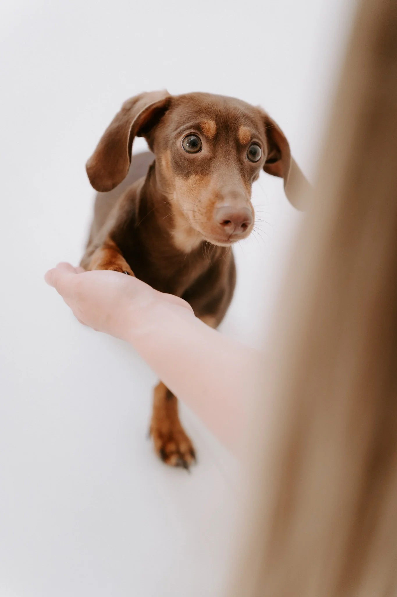 Babybauchshooting mit Hund Köln(58 von 65).jpg