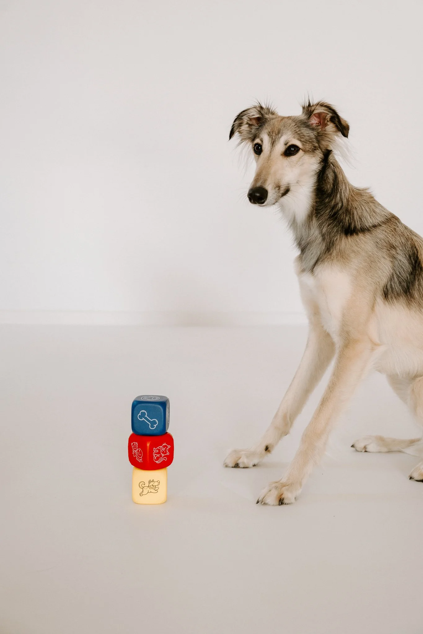 Businessshooting mit Hund in Köln (12 von 35).jpg