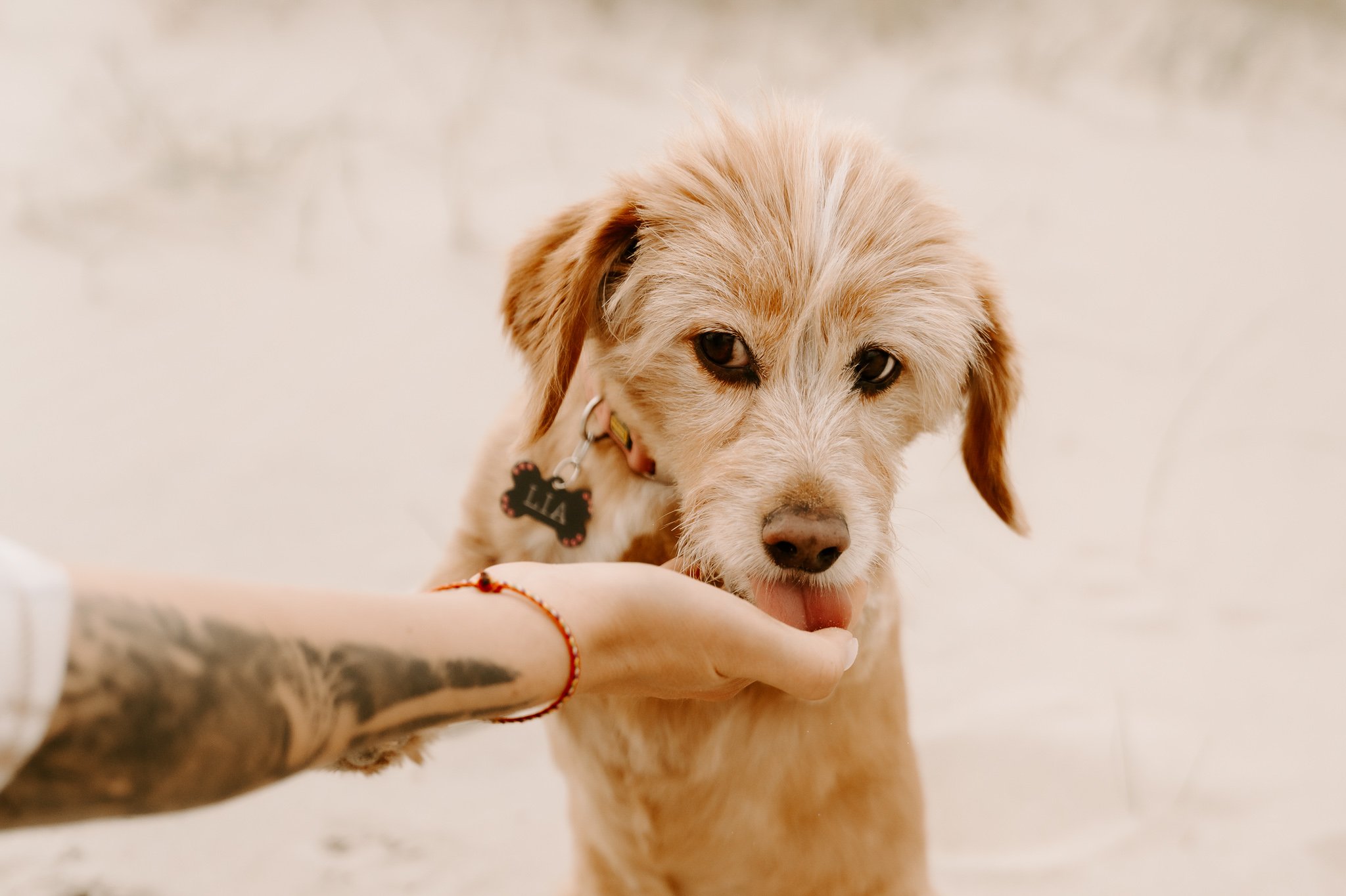 Hundefotos Holland (48 von 155).jpg