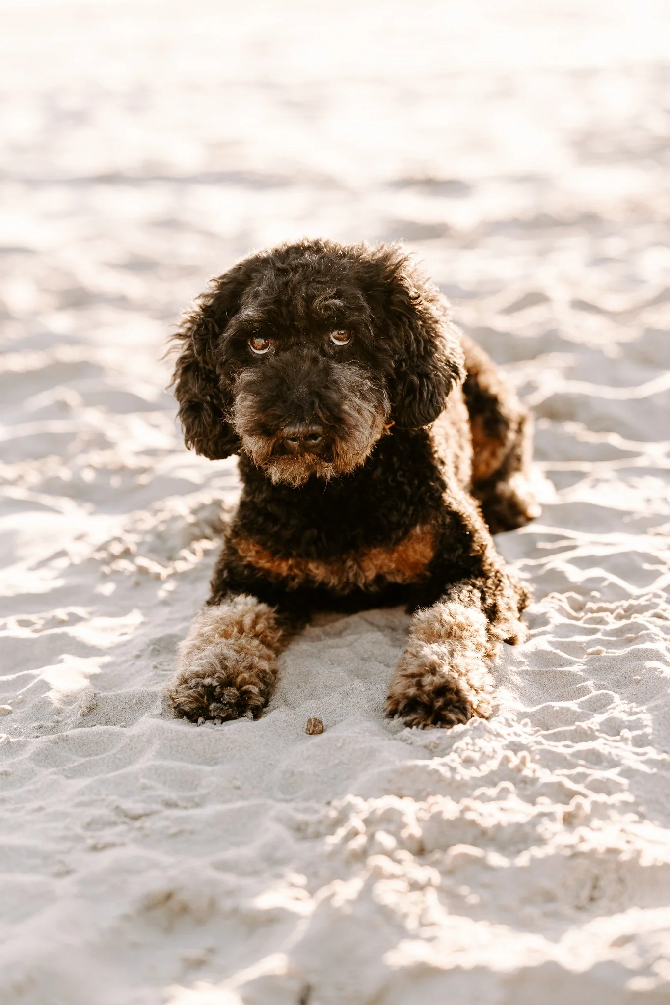 Hundefotografie Holland 10 von 22).jpg