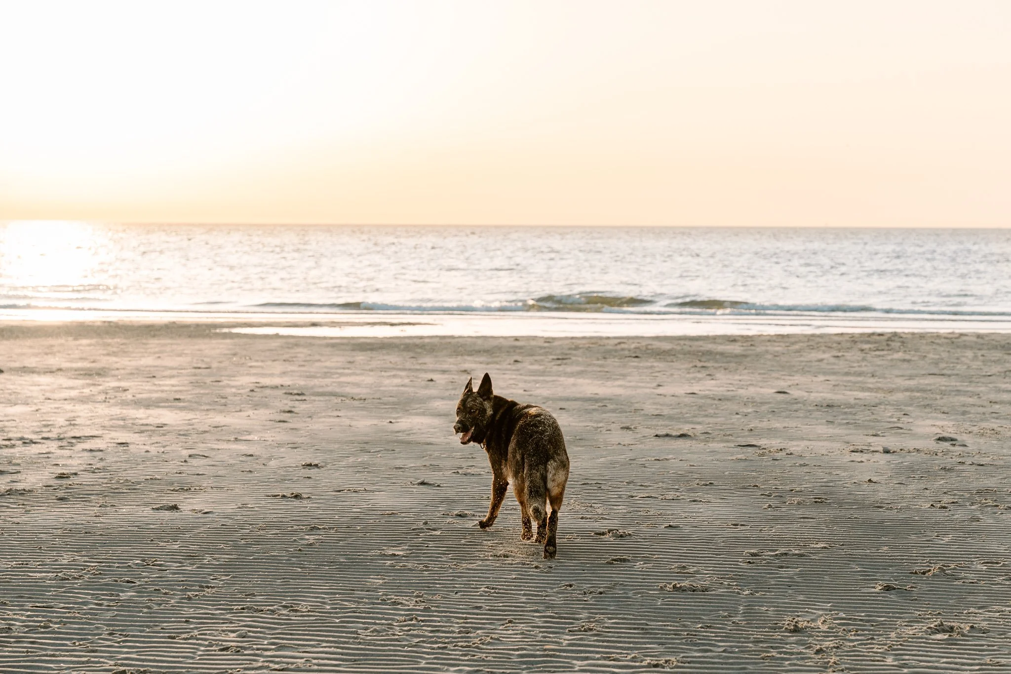 HUndefotografie Holland - Bohoandclassy Fotografie (46 von 94).jpg