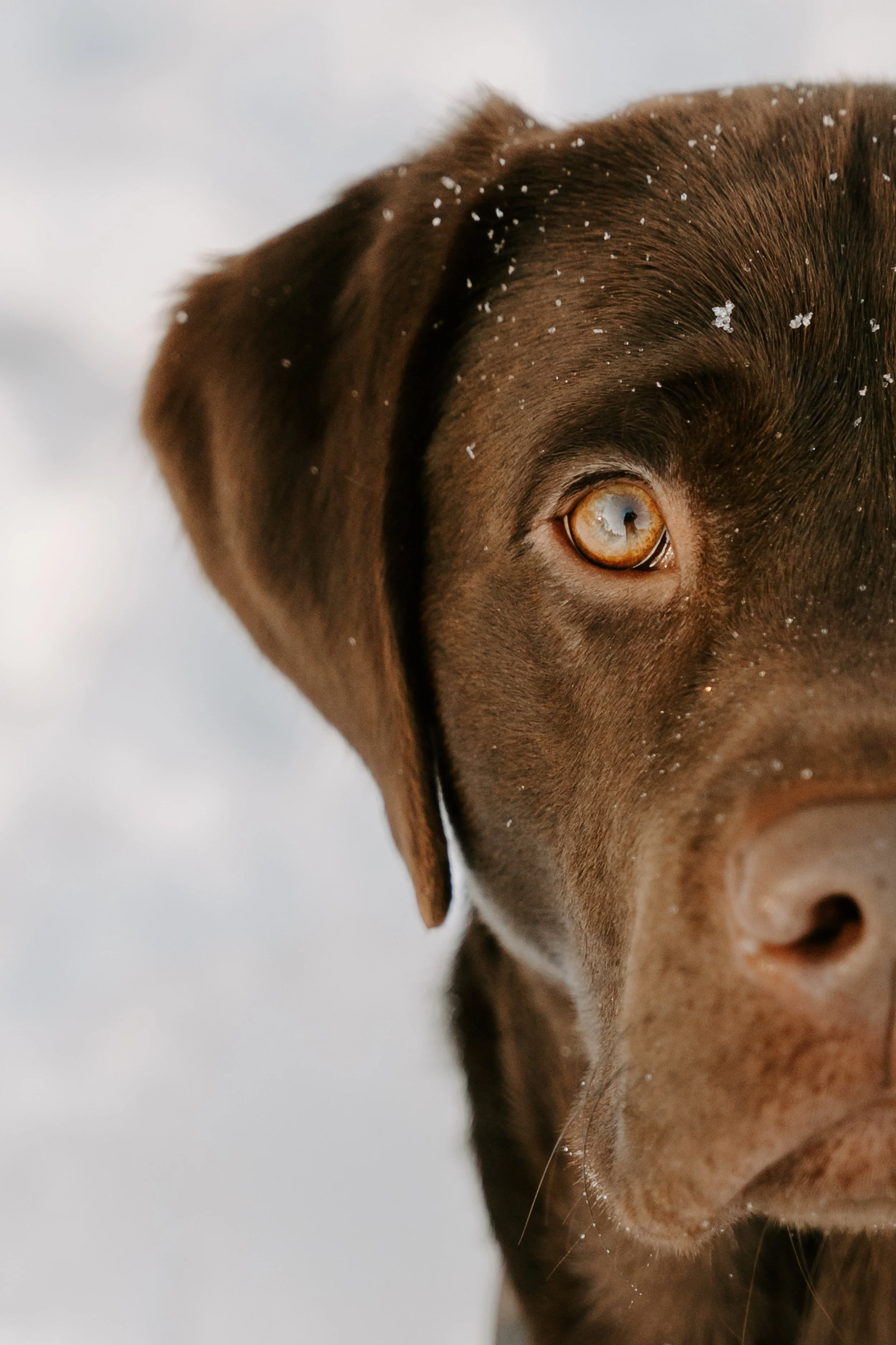 Hundefotografin Köln (5 von 6).jpg