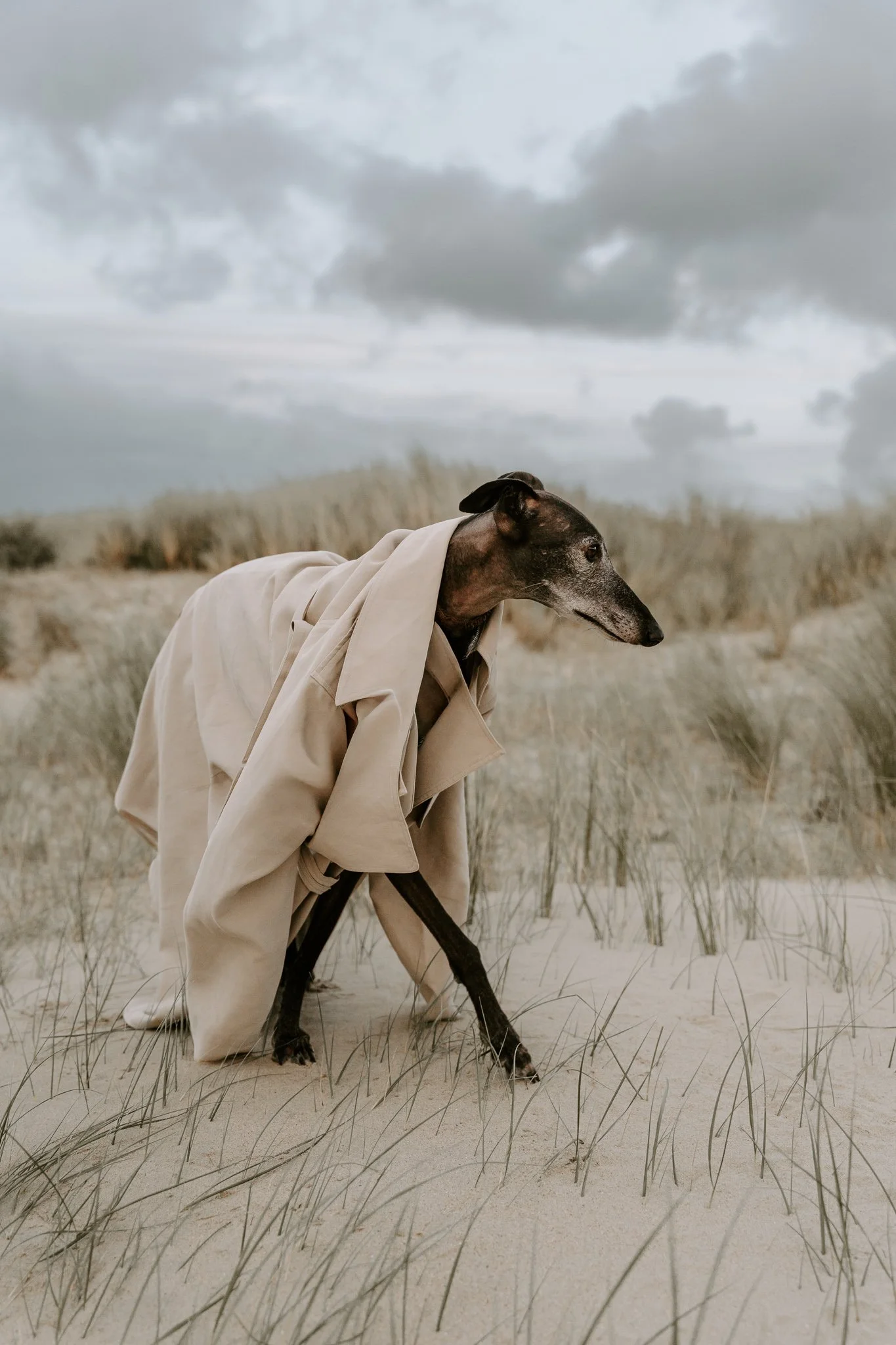 Hundefotografie Holland, Galgo, Windhund(35 von 35).jpg