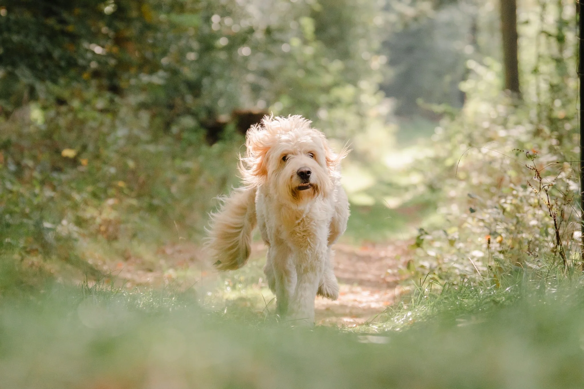 Hund rennt durch grüne Umgebung