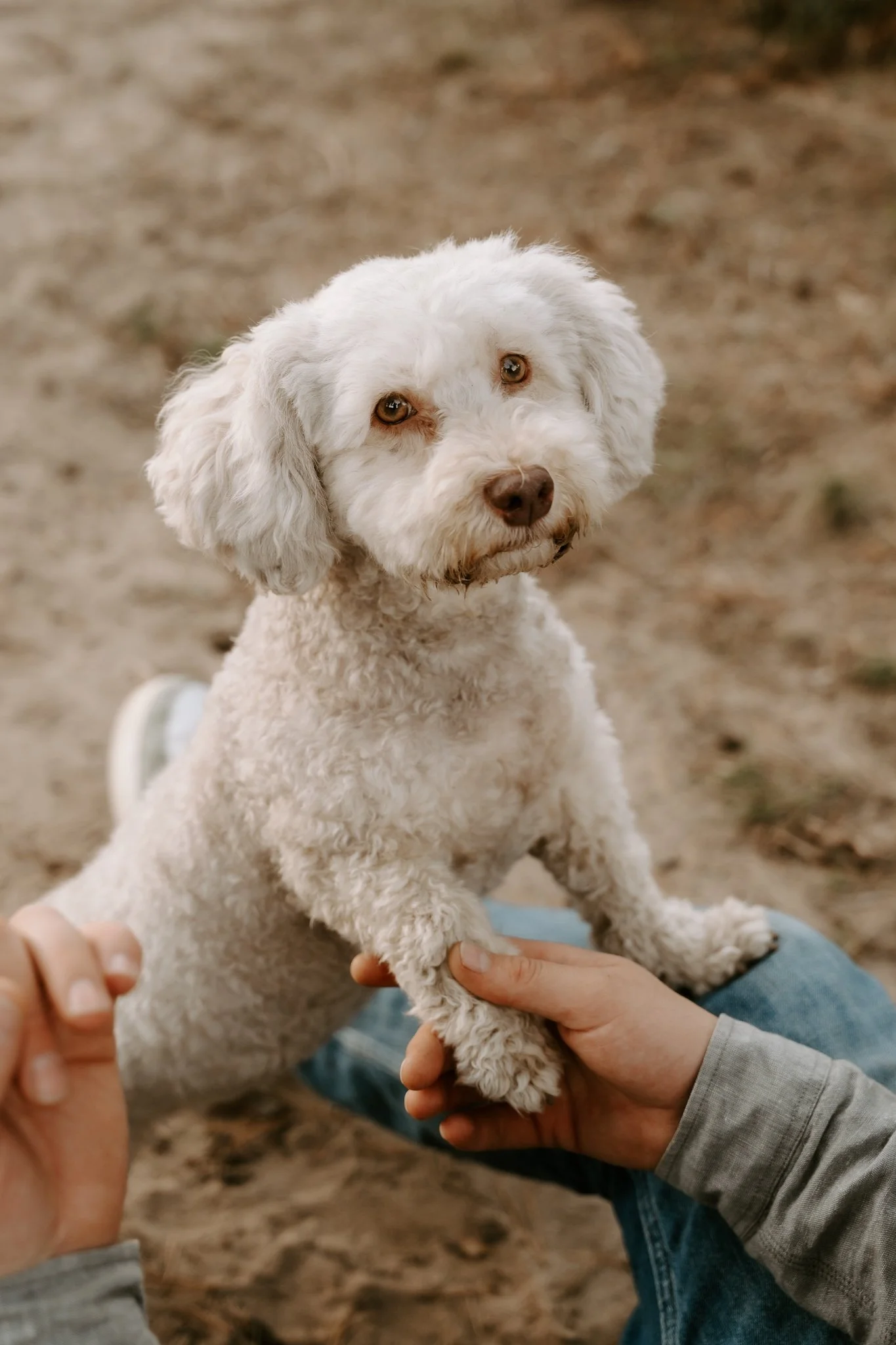 Hundefotografie Köln outdoor (129 von 130).jpg