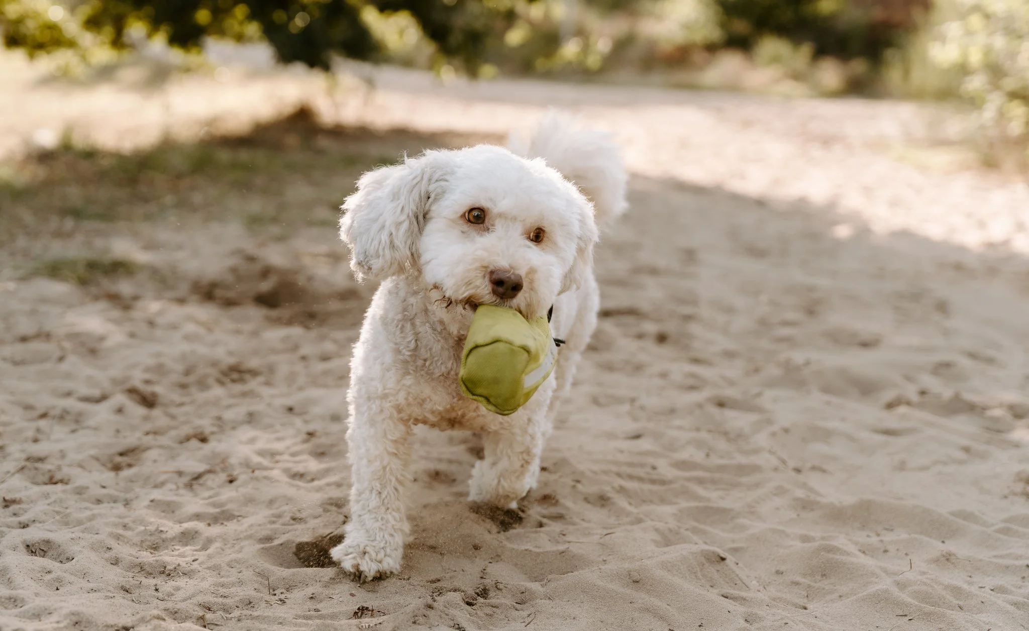 Hundefotografie Köln outdoor (80 von 130).jpg