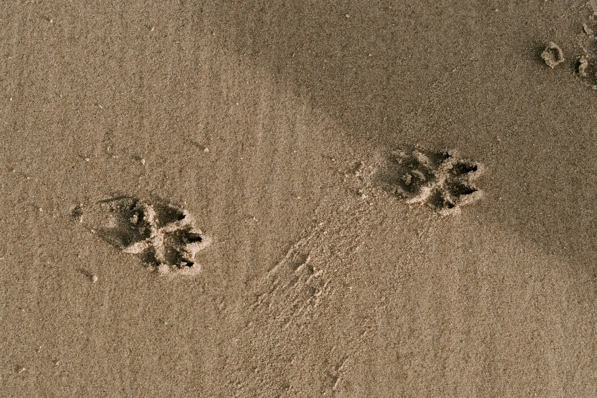 Familienshooting mit Hund in Holland am Strand (35 von 56).jpg