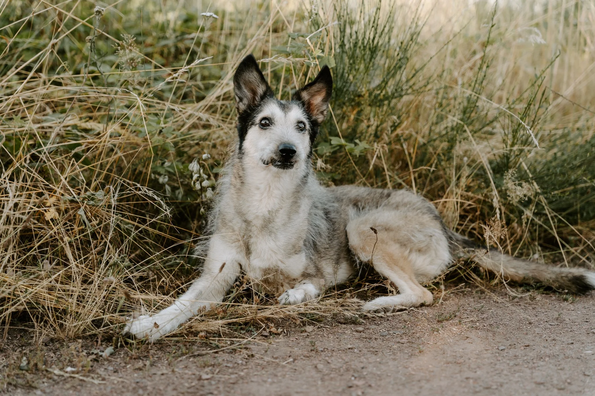 Hundefotografie Köln - Seniorhunde (1 von 35).jpg