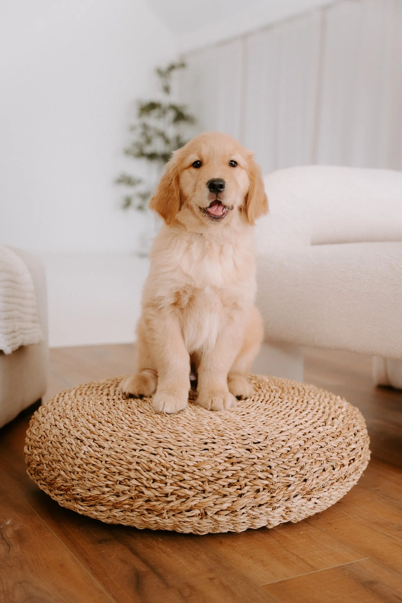 Welpenshooting Köln (5 von 40).jpg