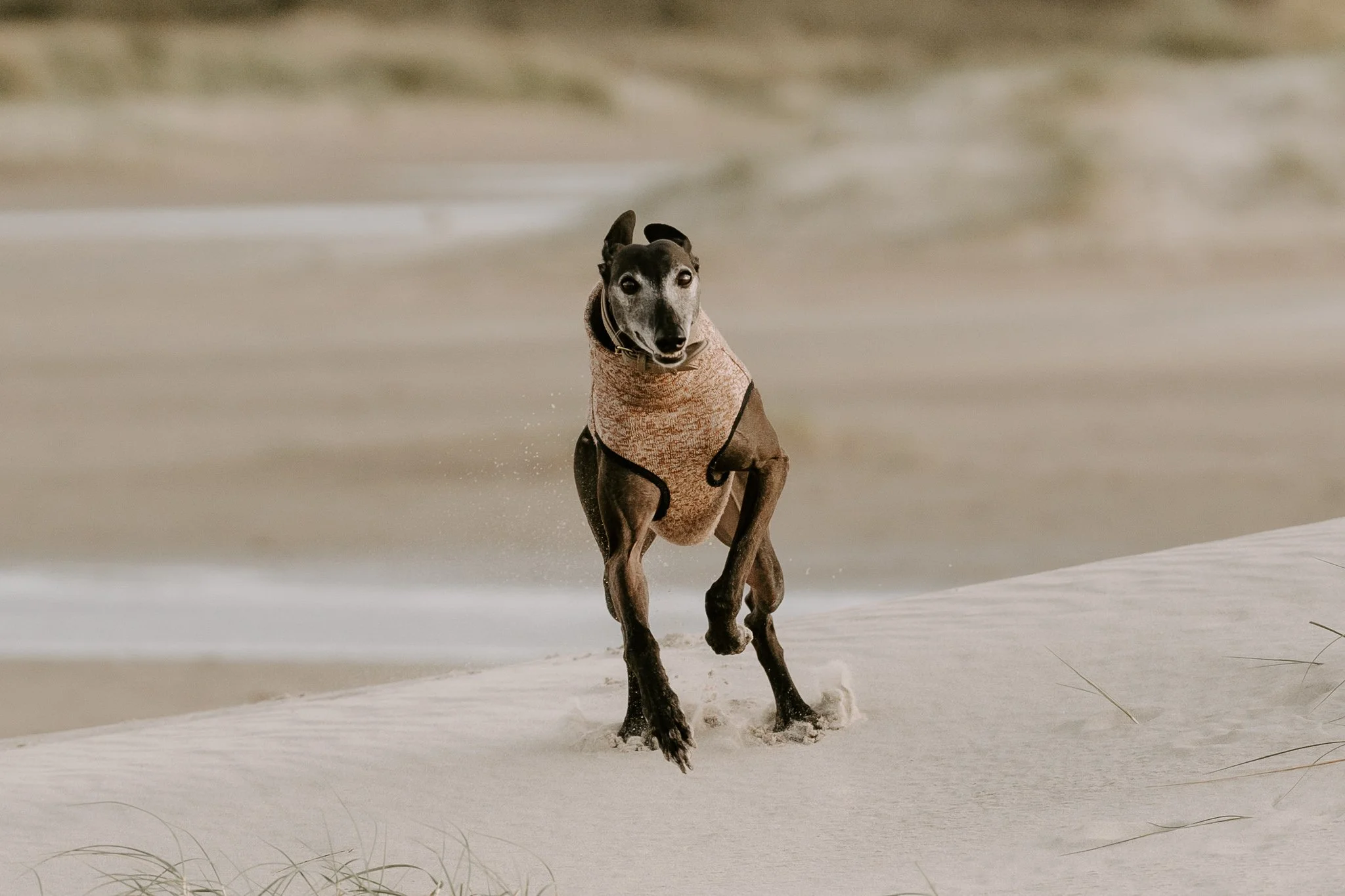 Hundefotografie Holland, Galgo, Windhund(12 von 35).jpg