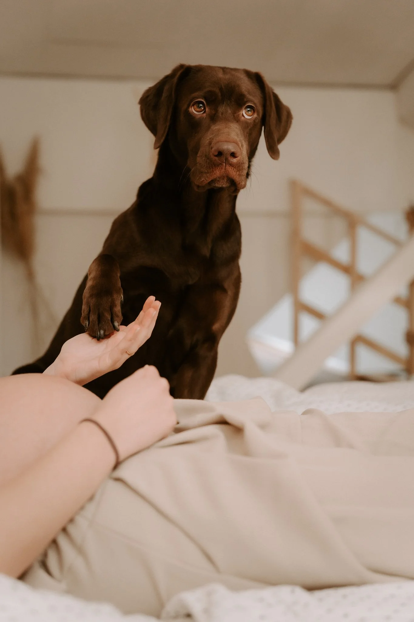 Babybauchshooting mit Hund Köln (18 von 35).jpg