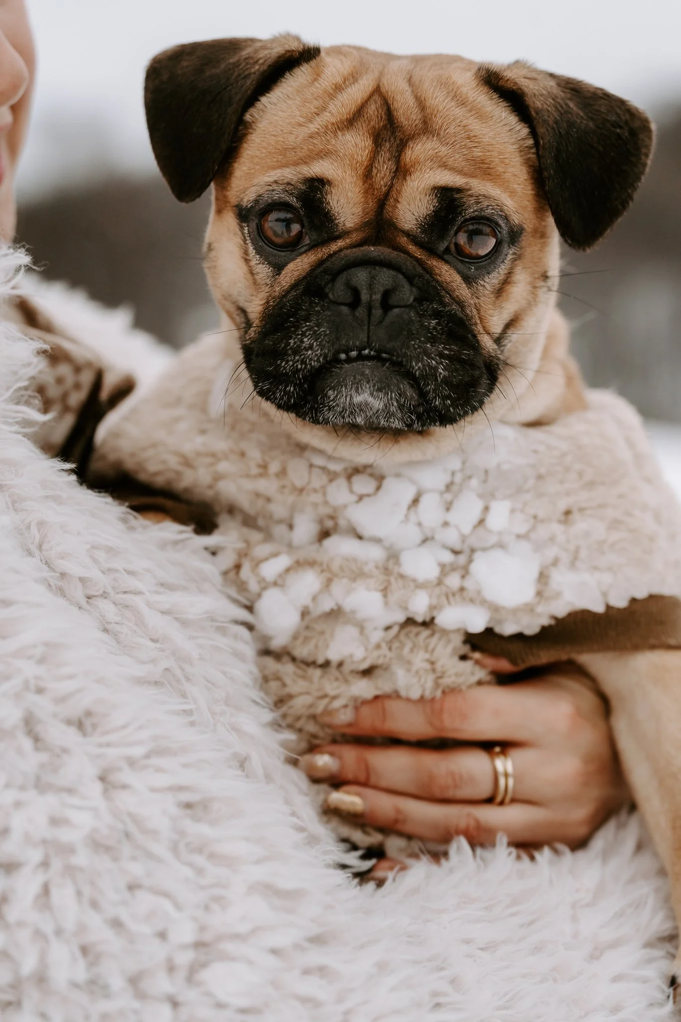 Hundefotos im Schnee Köln (77 von 92).jpg