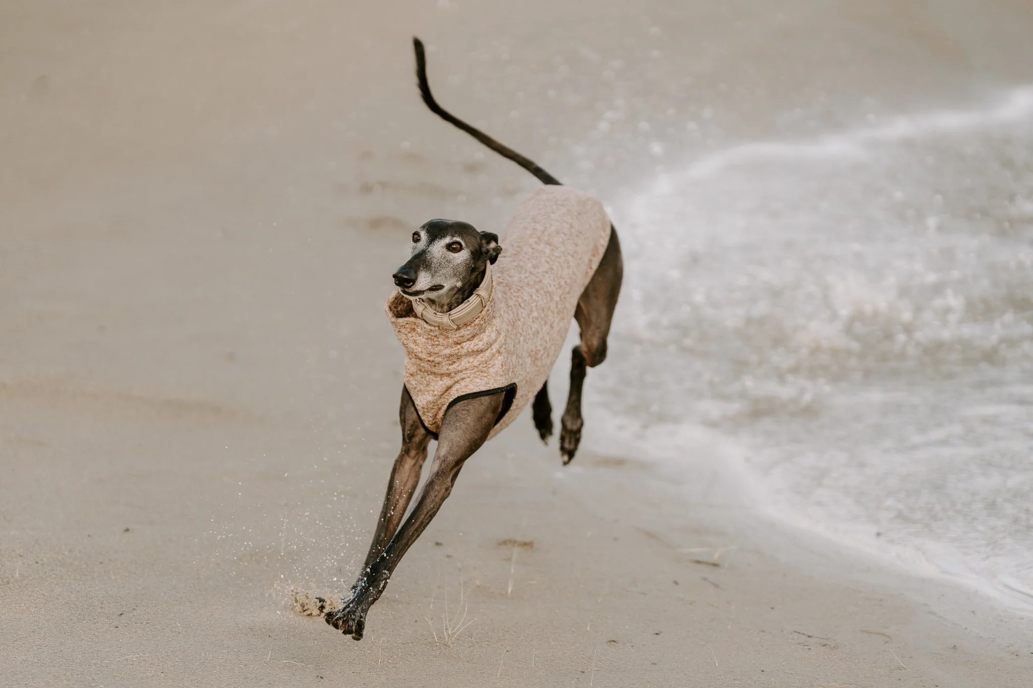 Hundefotografie Holland, Galgo, Windhund(14 von 35).jpg