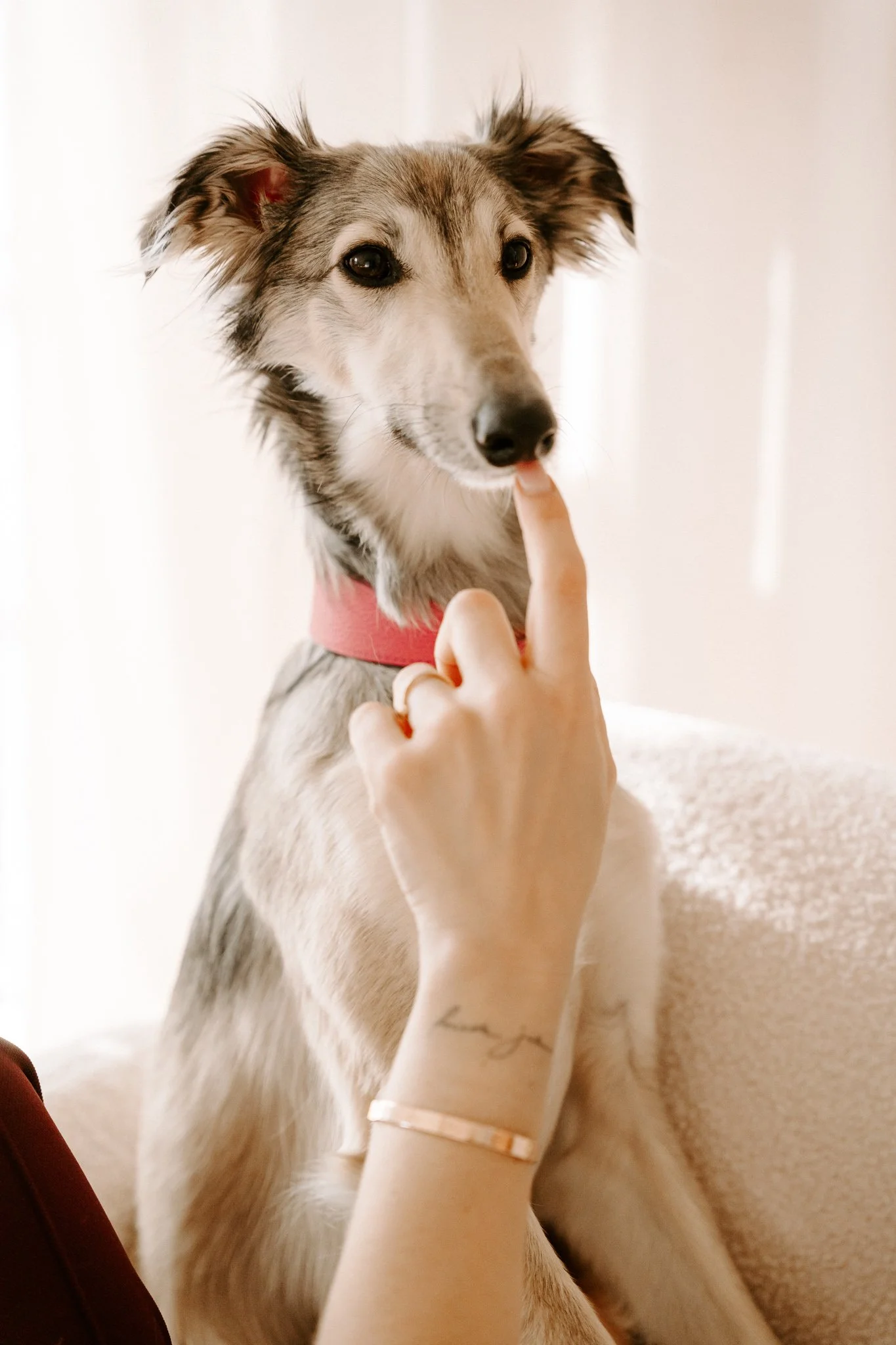 Businessshooting mit Hund in Köln (16 von 35).jpg