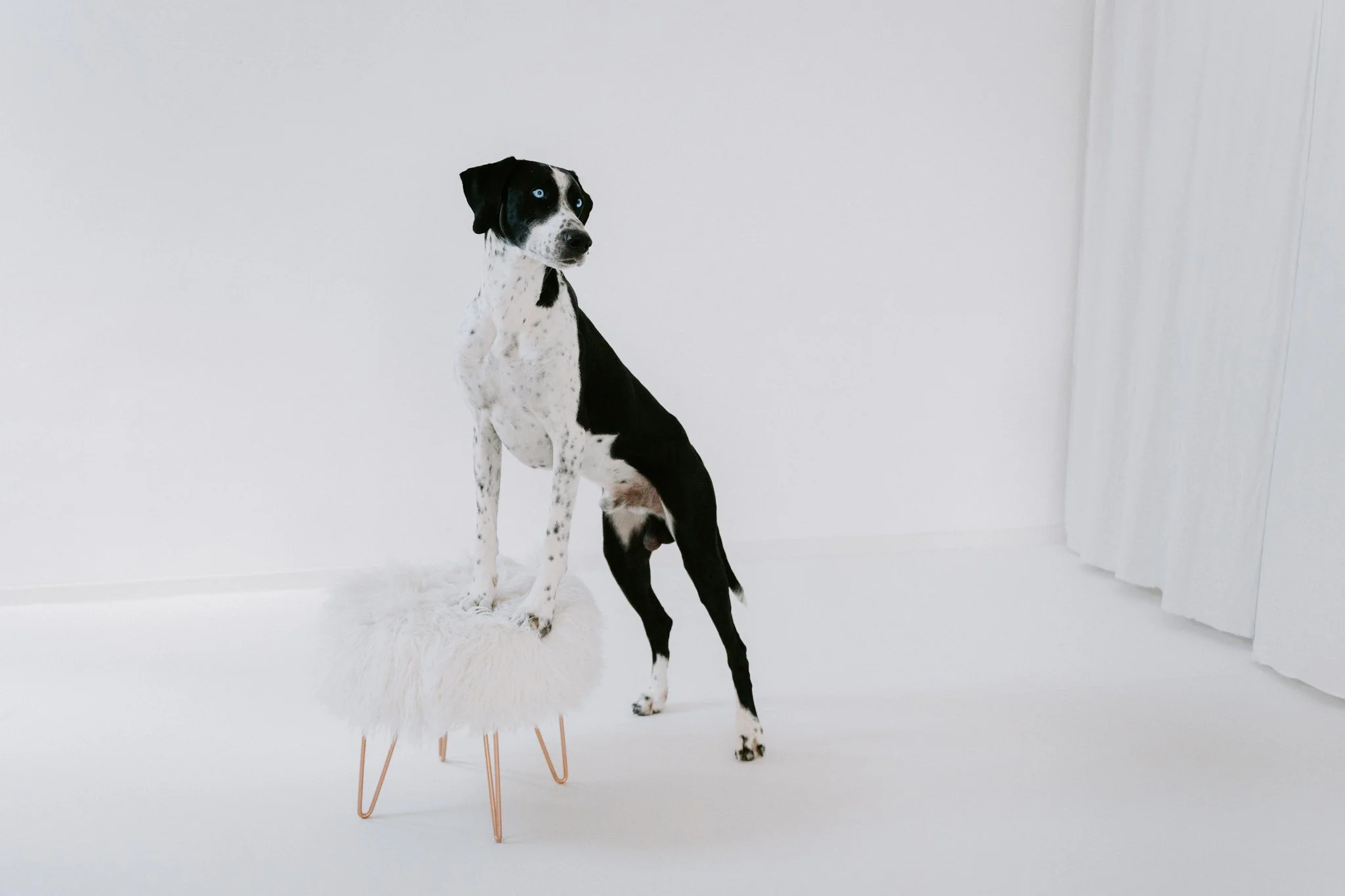Hundefotos indoor(18 von 21).jpg