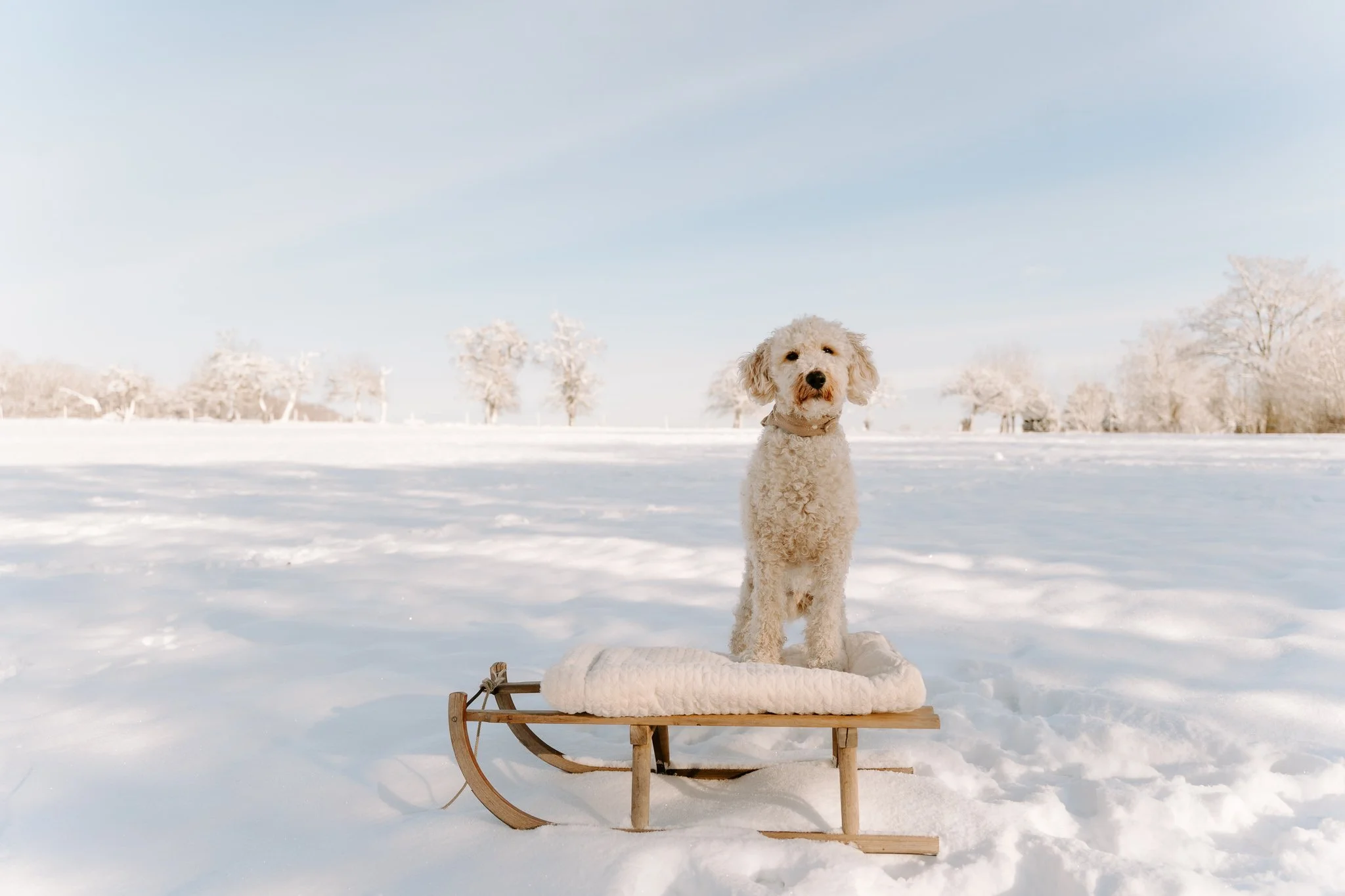 Ein weißer Goldendoodle steht im Schnee auf einem Schlitten