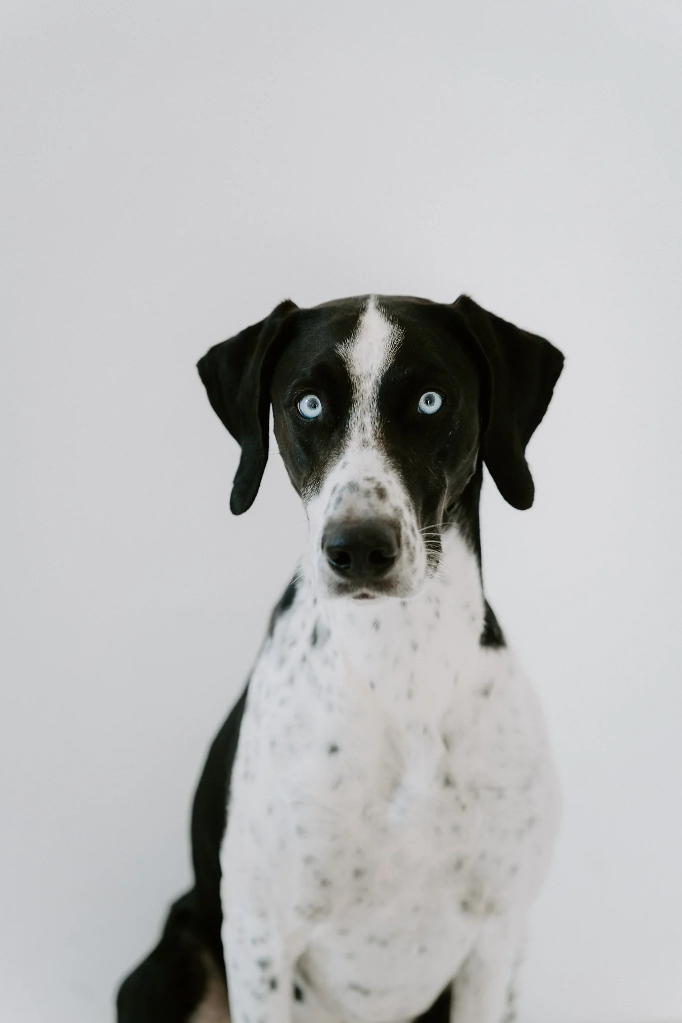 Ein schwarz-weißer Hund mit blauen Augen sitzt vor einem weißen Hintergrund.