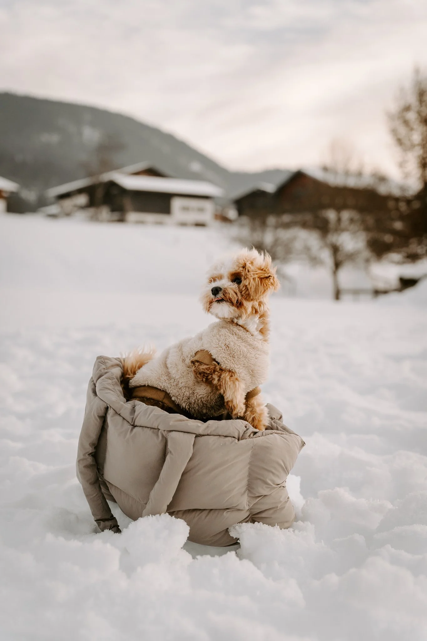 Hundefotografin NRW und deutschlandweit - Bohoandclassy Fotografie (1 von 2).jpg