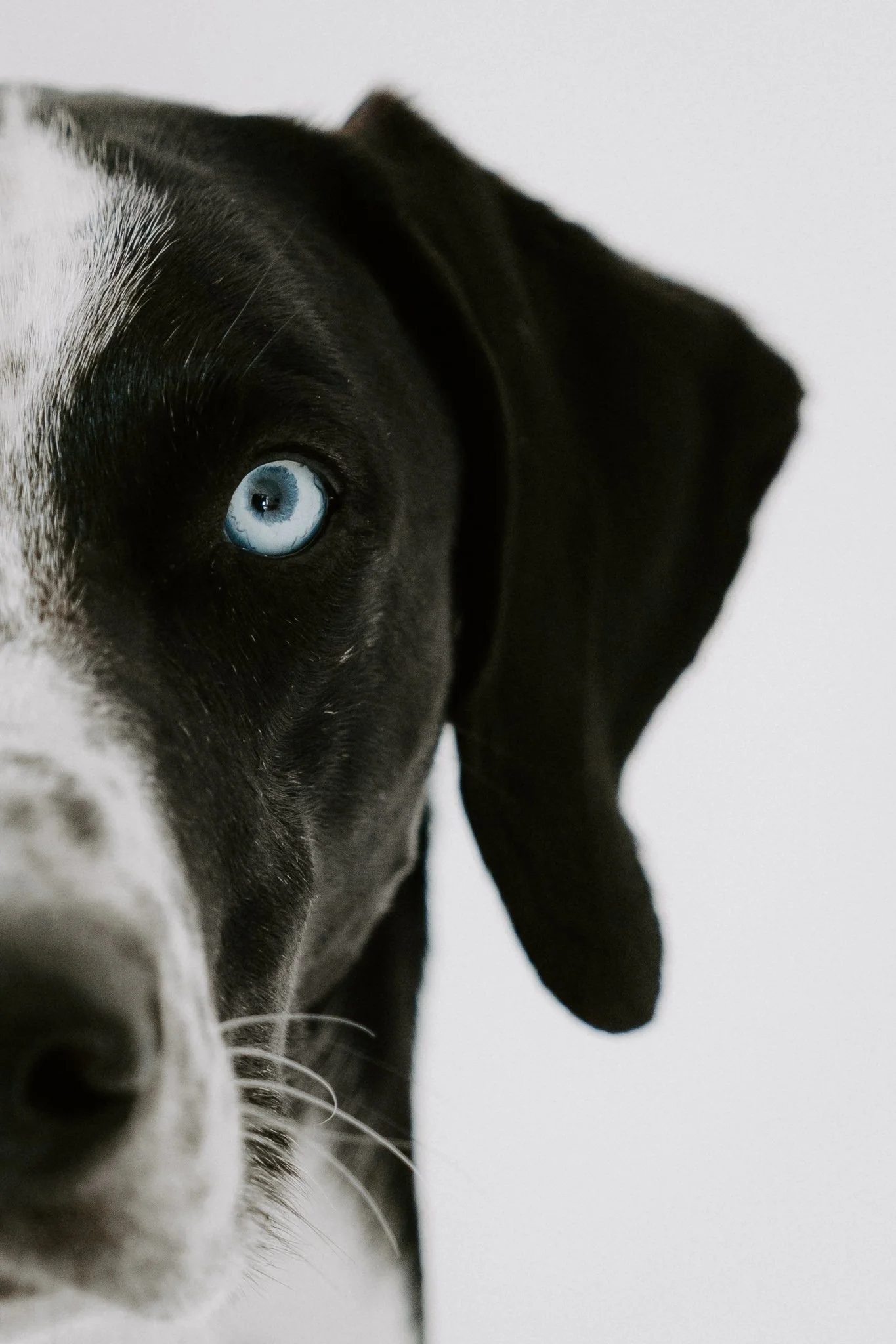 Hundefotos indoor(5 von 21).jpg