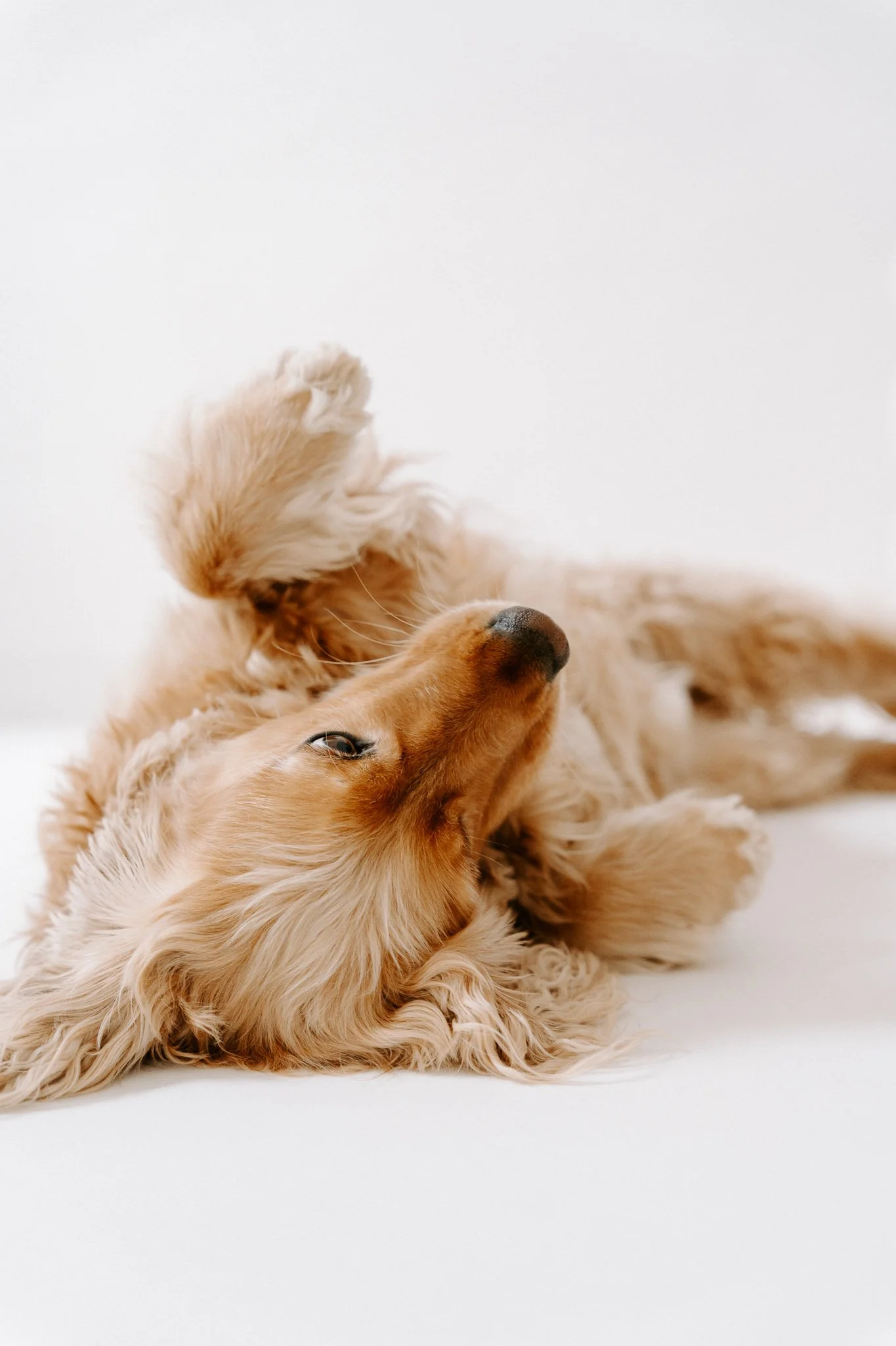 Familienshooting mit Hund Köln (7 von 41).jpg