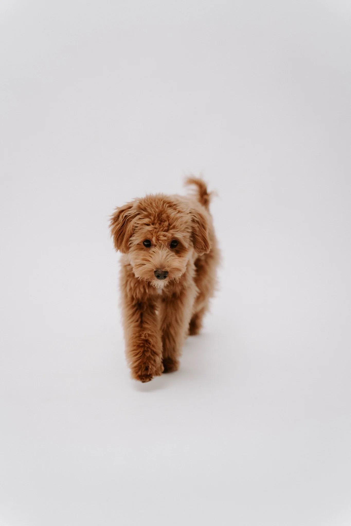 Hundefotografie indoor Köln (5 von 6).jpg