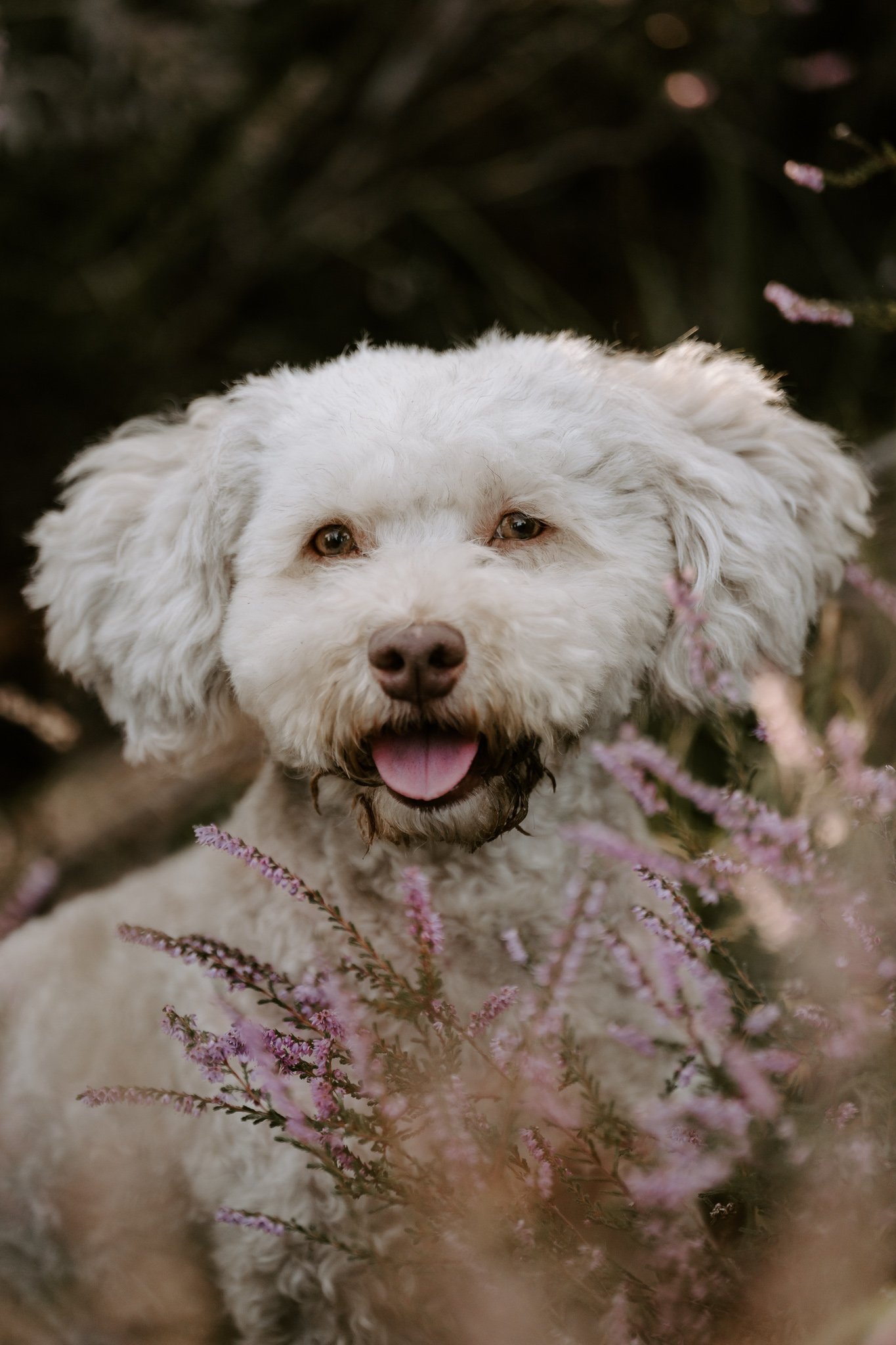 Hundefotografie Köln outdoor (112 von 130).jpg