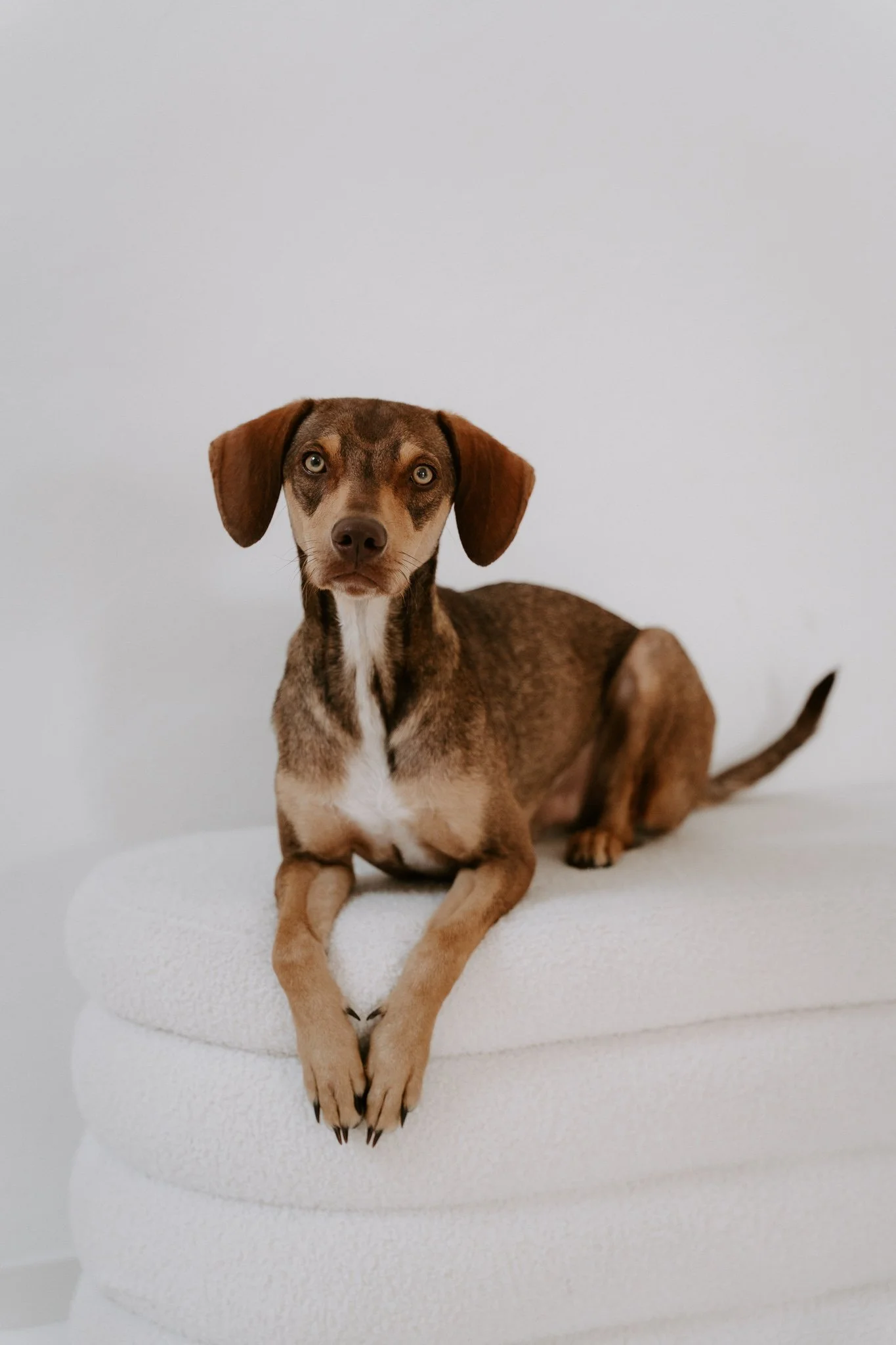 Hundefotografie indoor clean (8 von 23).jpg