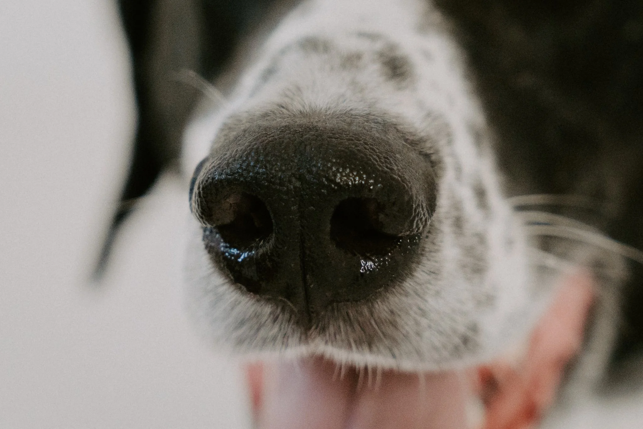 Nahaufnahme der Nase eines Hundes.