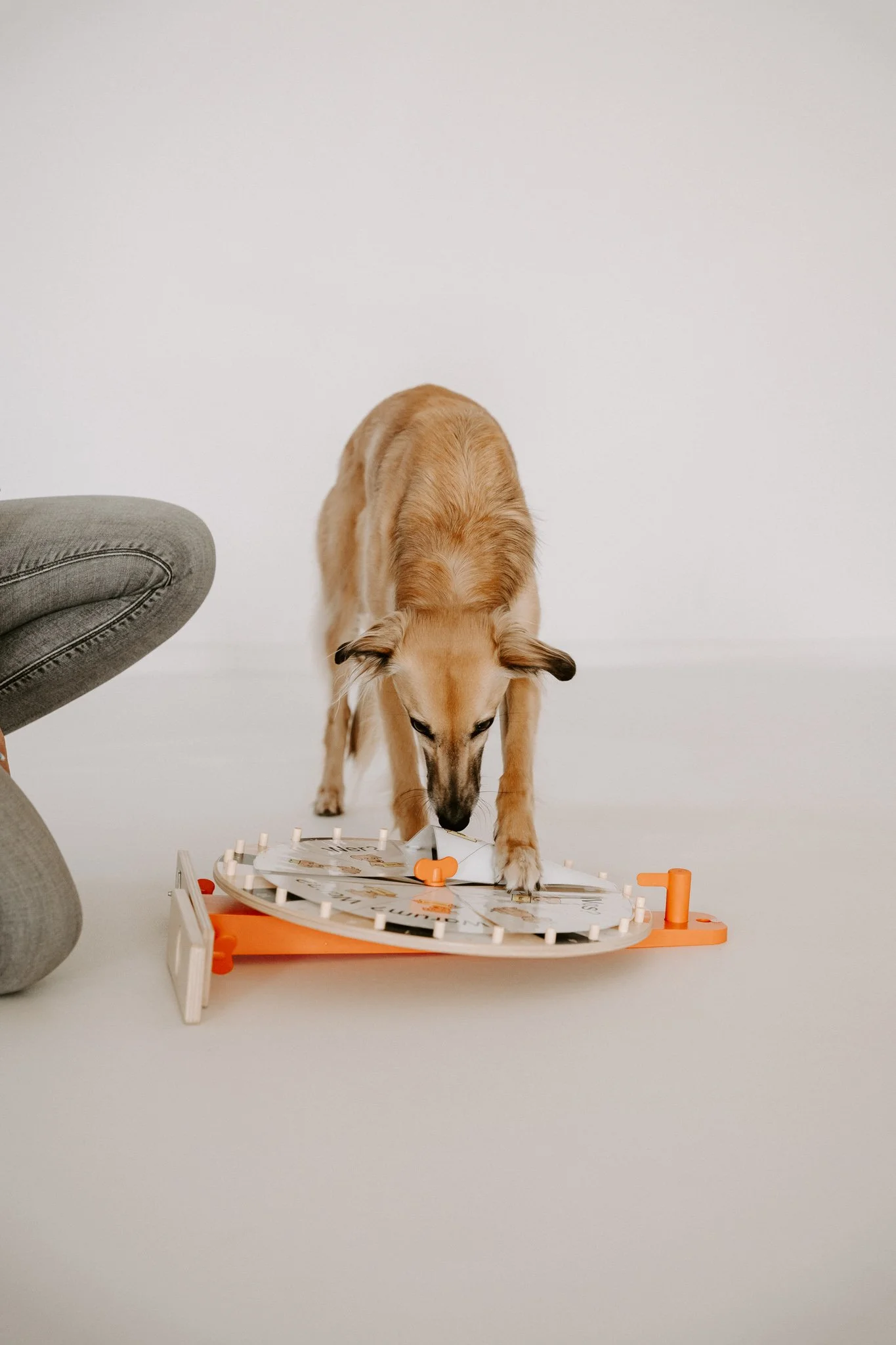 Businessshooting mit Hund in Köln (7 von 35).jpg