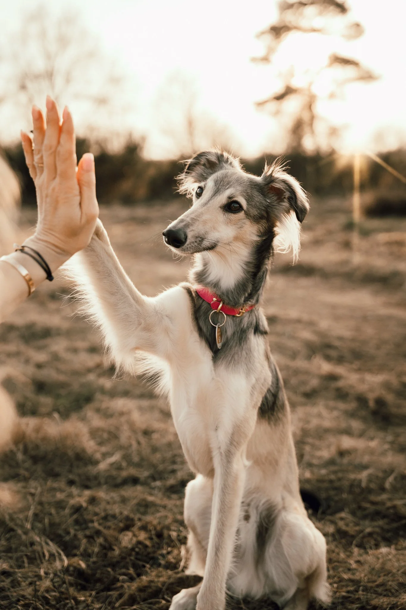 Businessshooting mit Hund in Köln (33 von 35).jpg