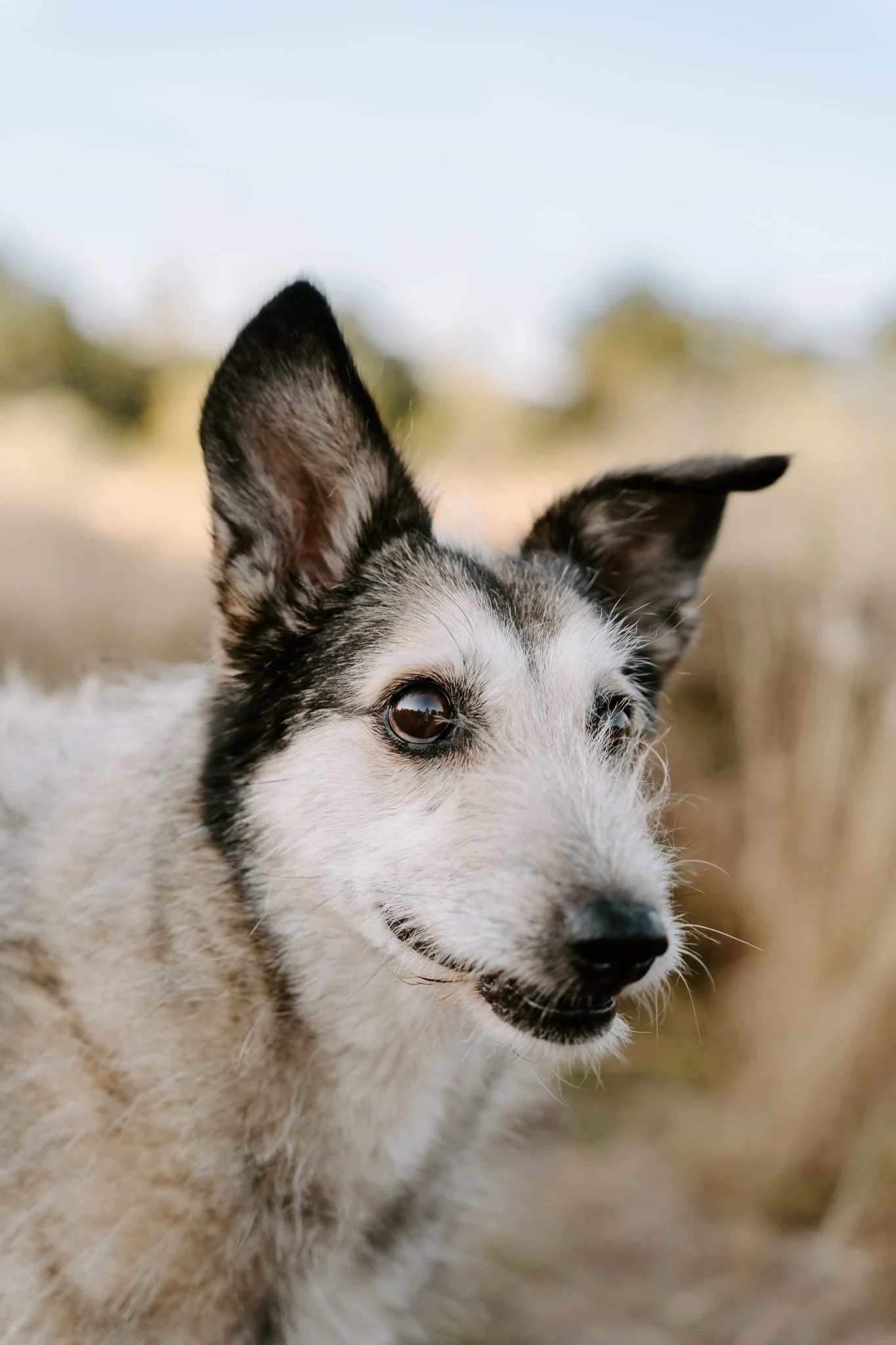 Hundefotografie Köln - Seniorhunde (4 von 35).jpg