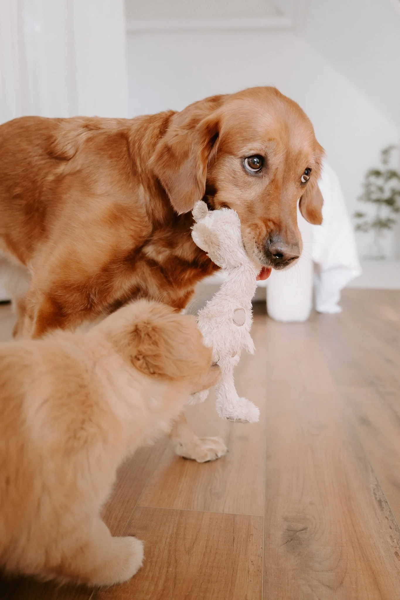Welpenshooting Köln (12 von 40).jpg