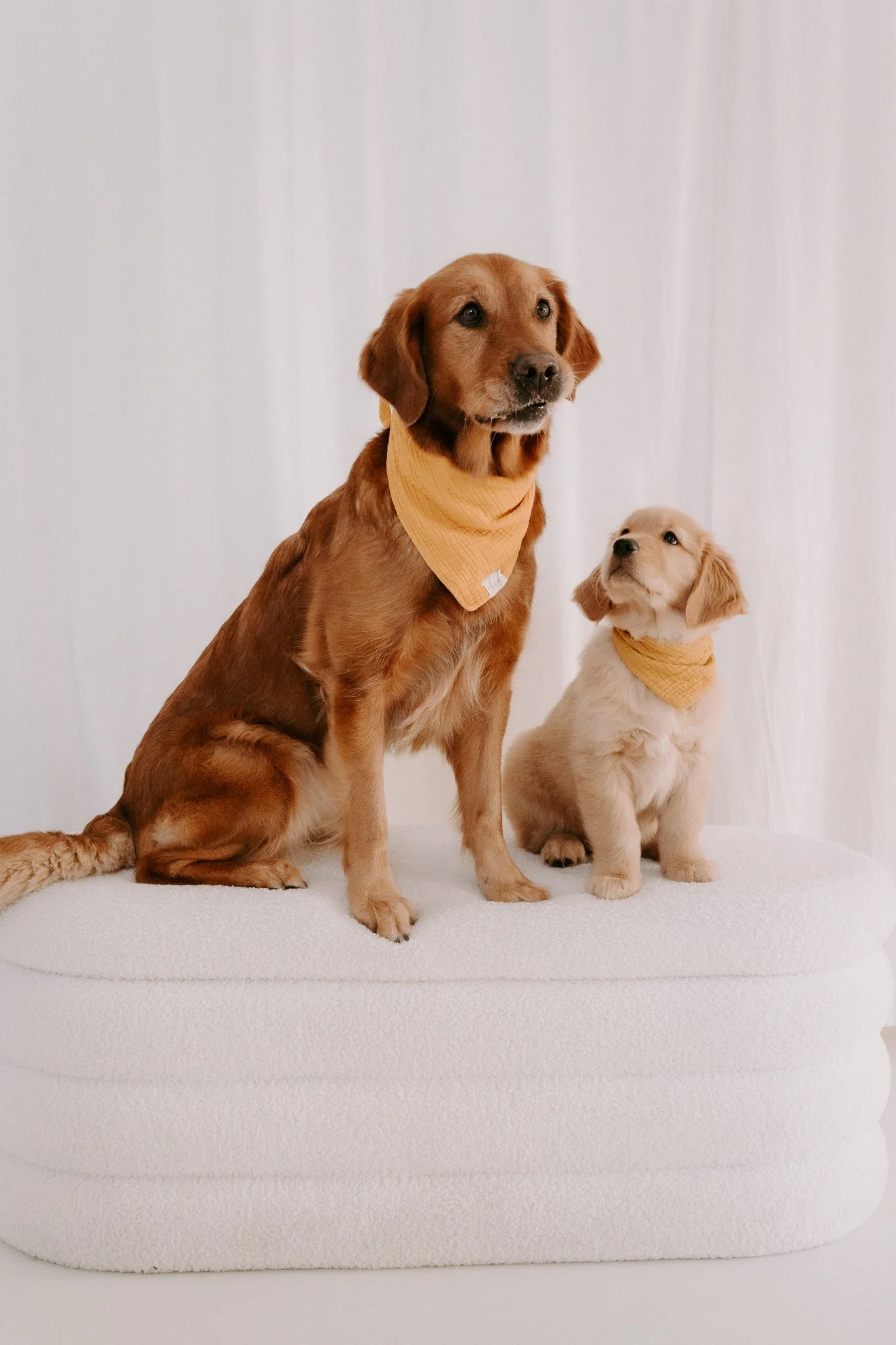 Welpenshooting Köln (33 von 40).jpg