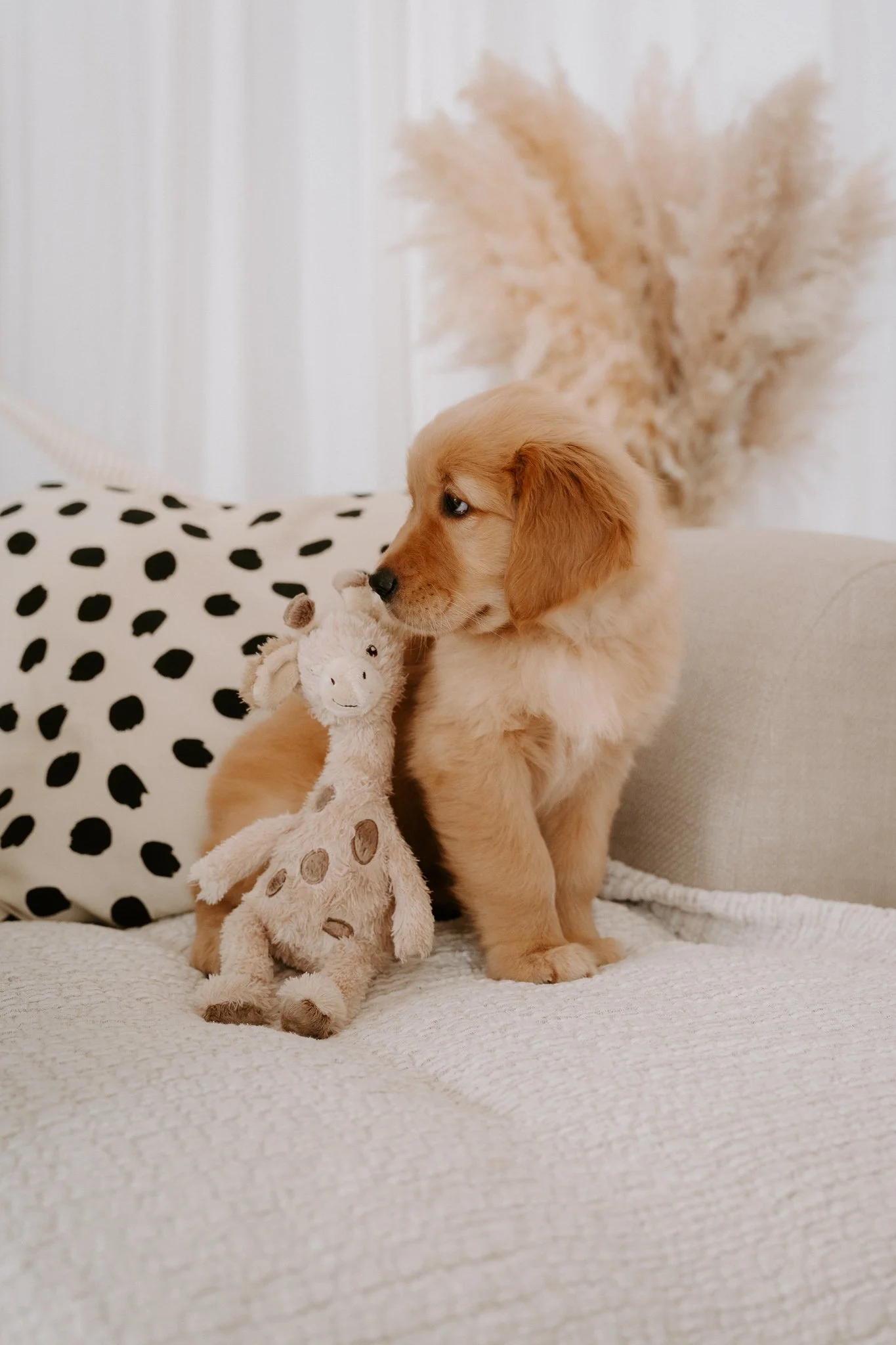 Ein Goldenretriever-Welpe sitzt mit seinem Stofftier auf einer Couch