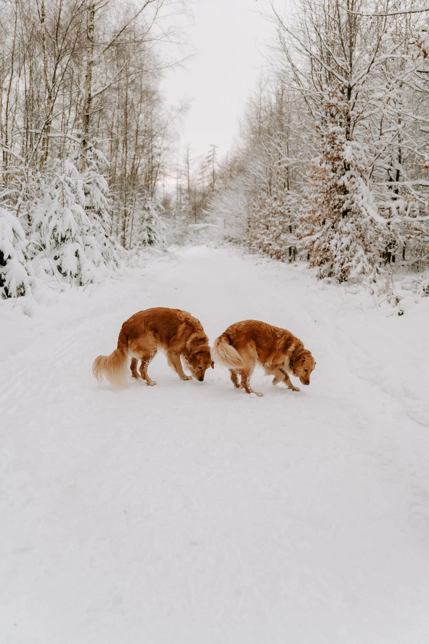 Hundefotografie Köln (59 von 77).jpg