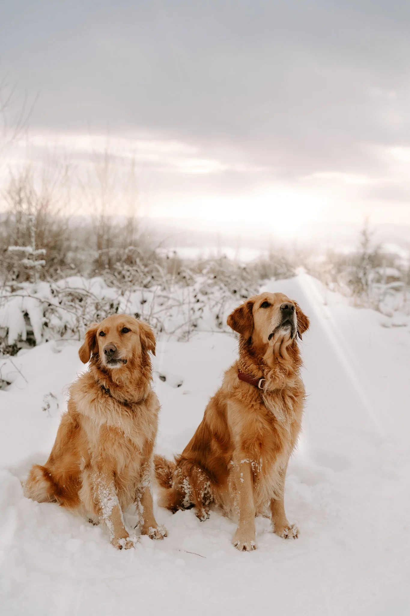 Hundefotografie Köln (74 von 77).jpg