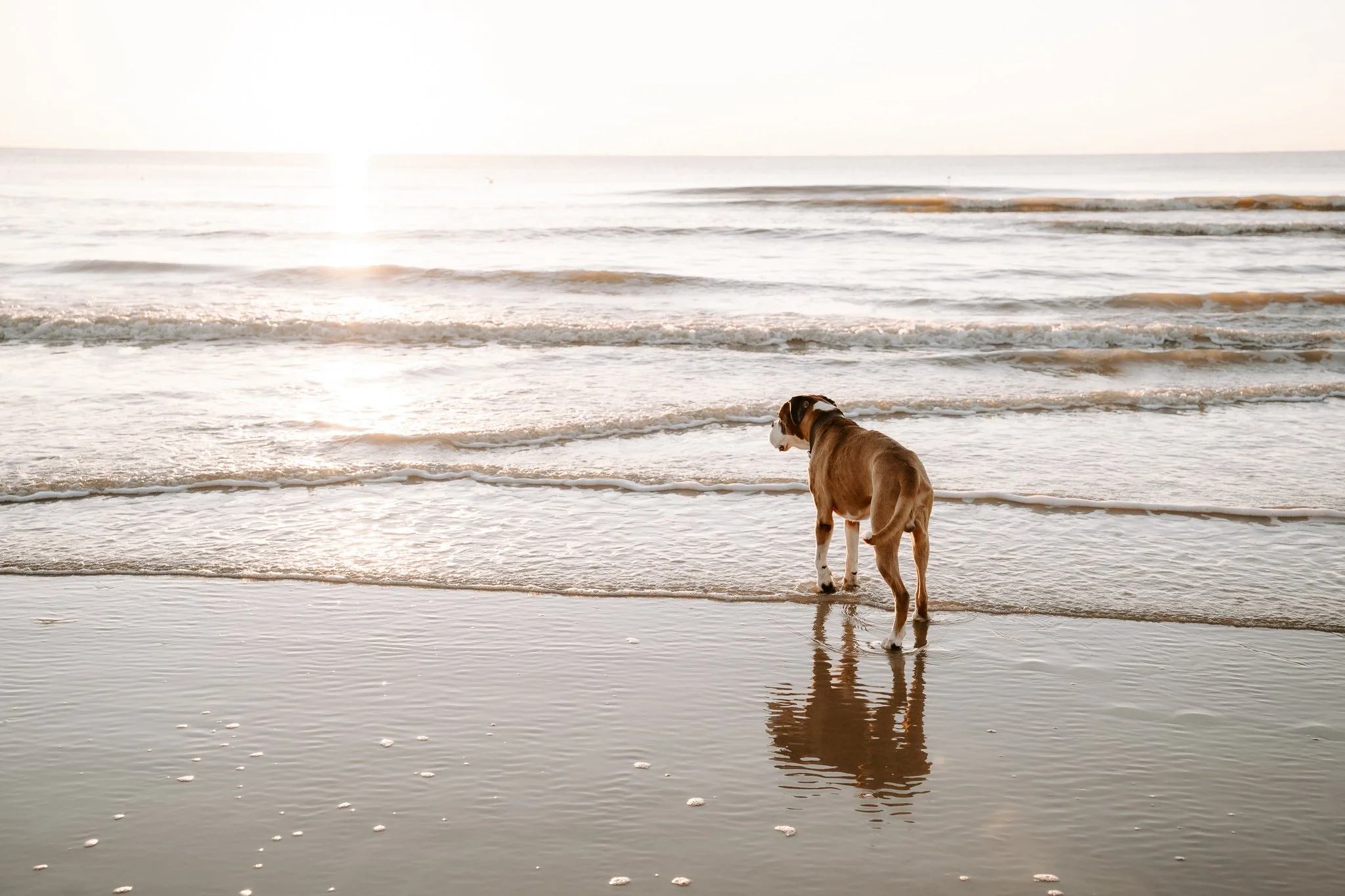 Hundefotografie Holland(8 von 10).jpg