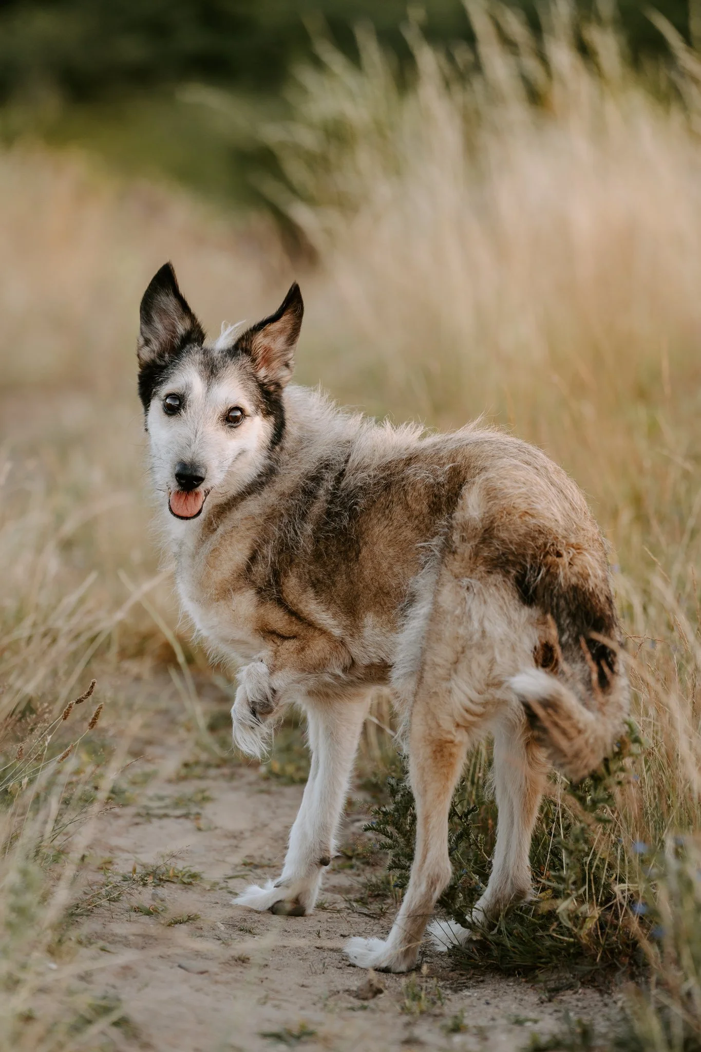 Hundefotografie Köln - Seniorhunde (31 von 35).jpg