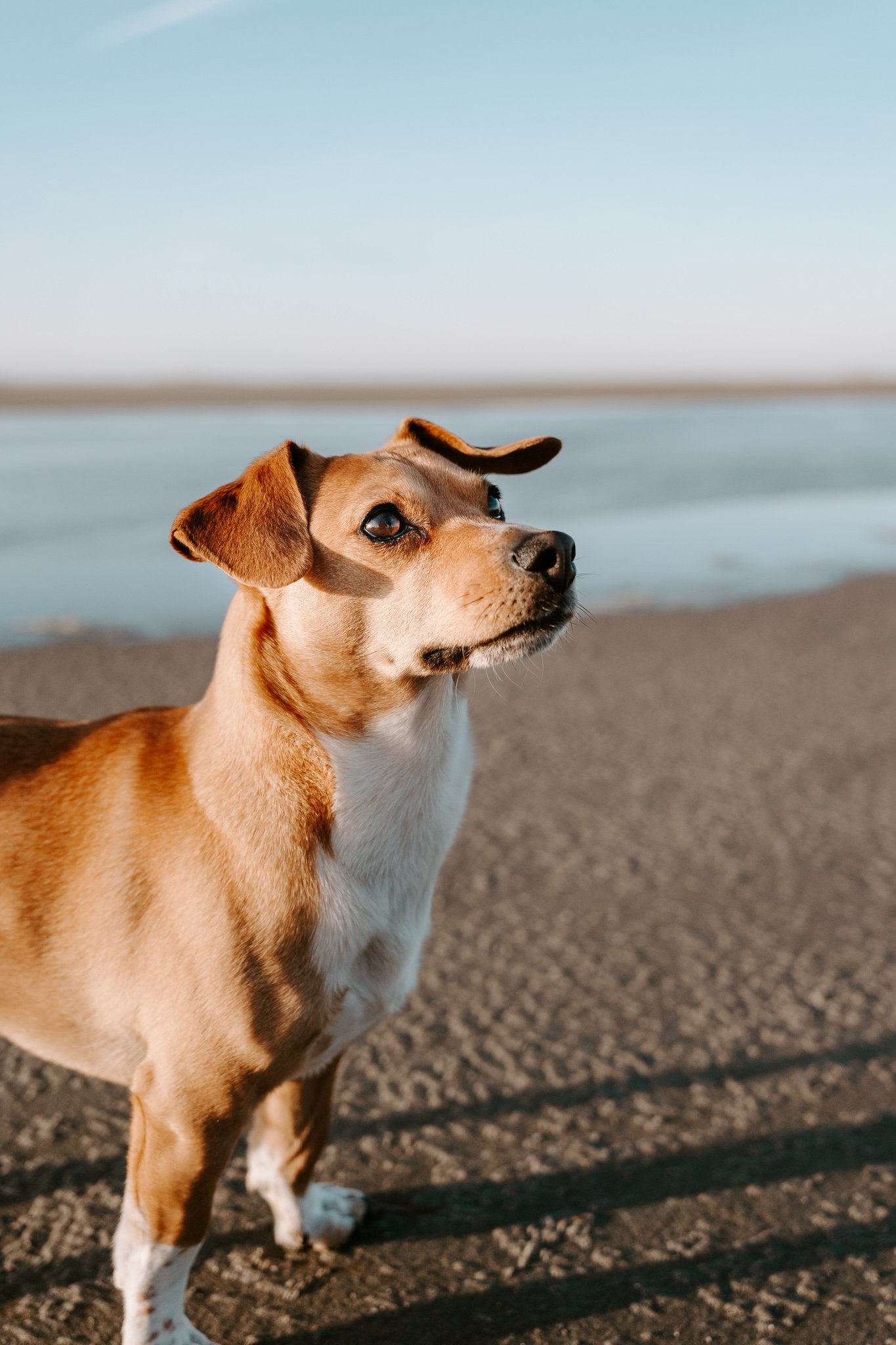 Ein Hund steht am Strand mit Blick auf das Wasser, Sonnenlicht hebt die braune Fellfarbe hervor.