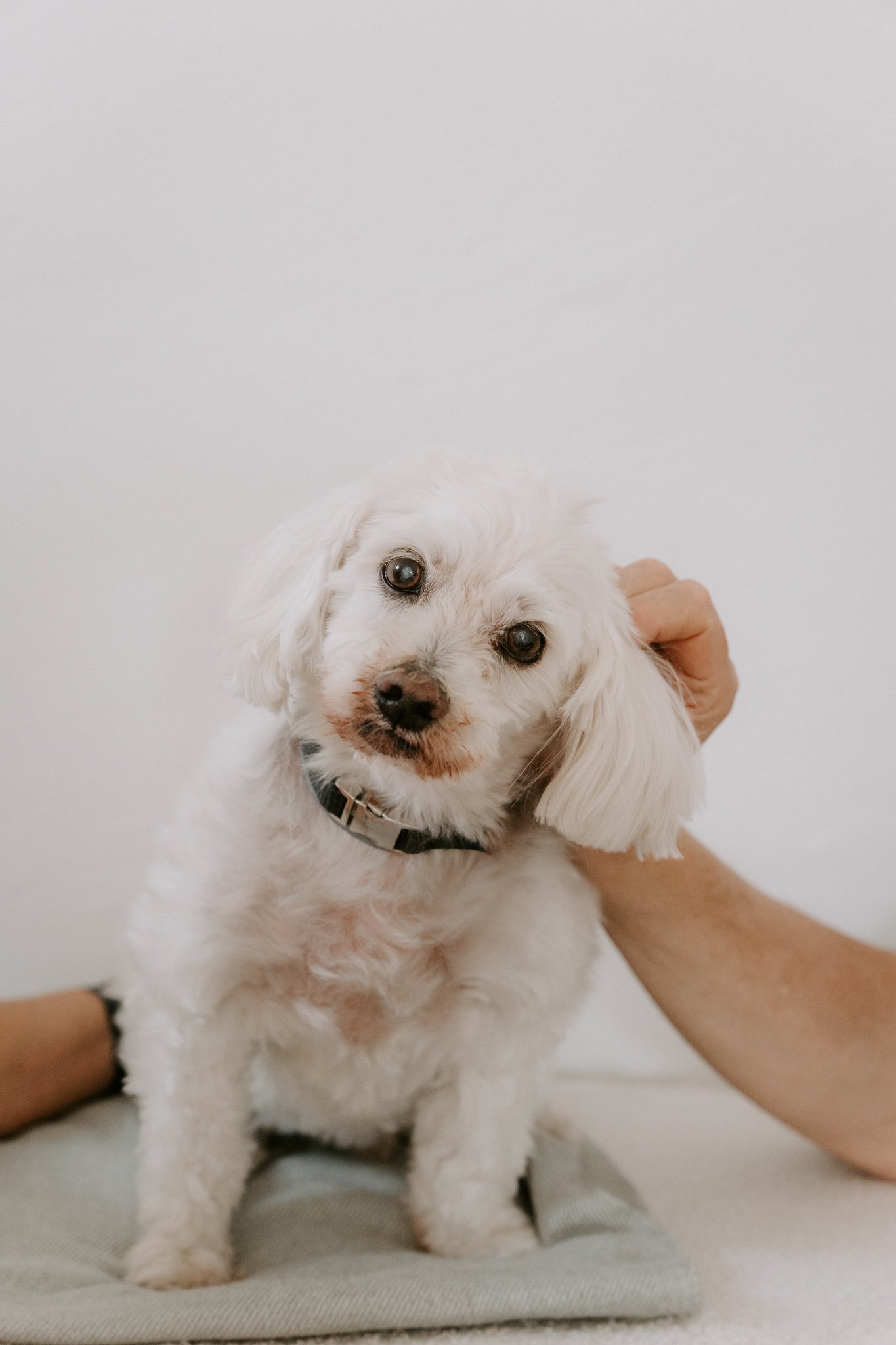 Cleane Hundefotografie Studio Köln  (2 von 16).jpg