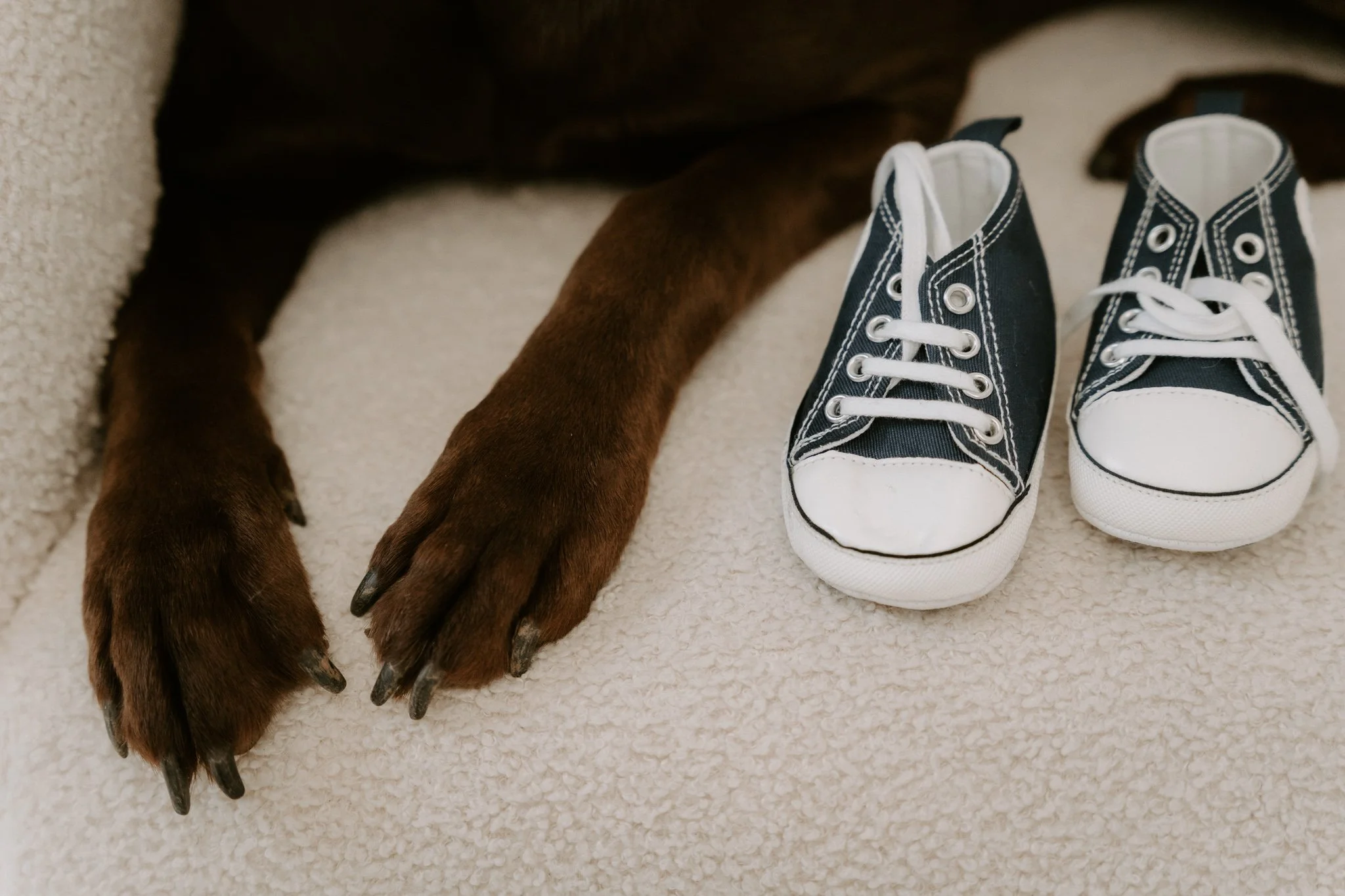 Babybauchshooting mit Hund Köln (3 von 35).jpg