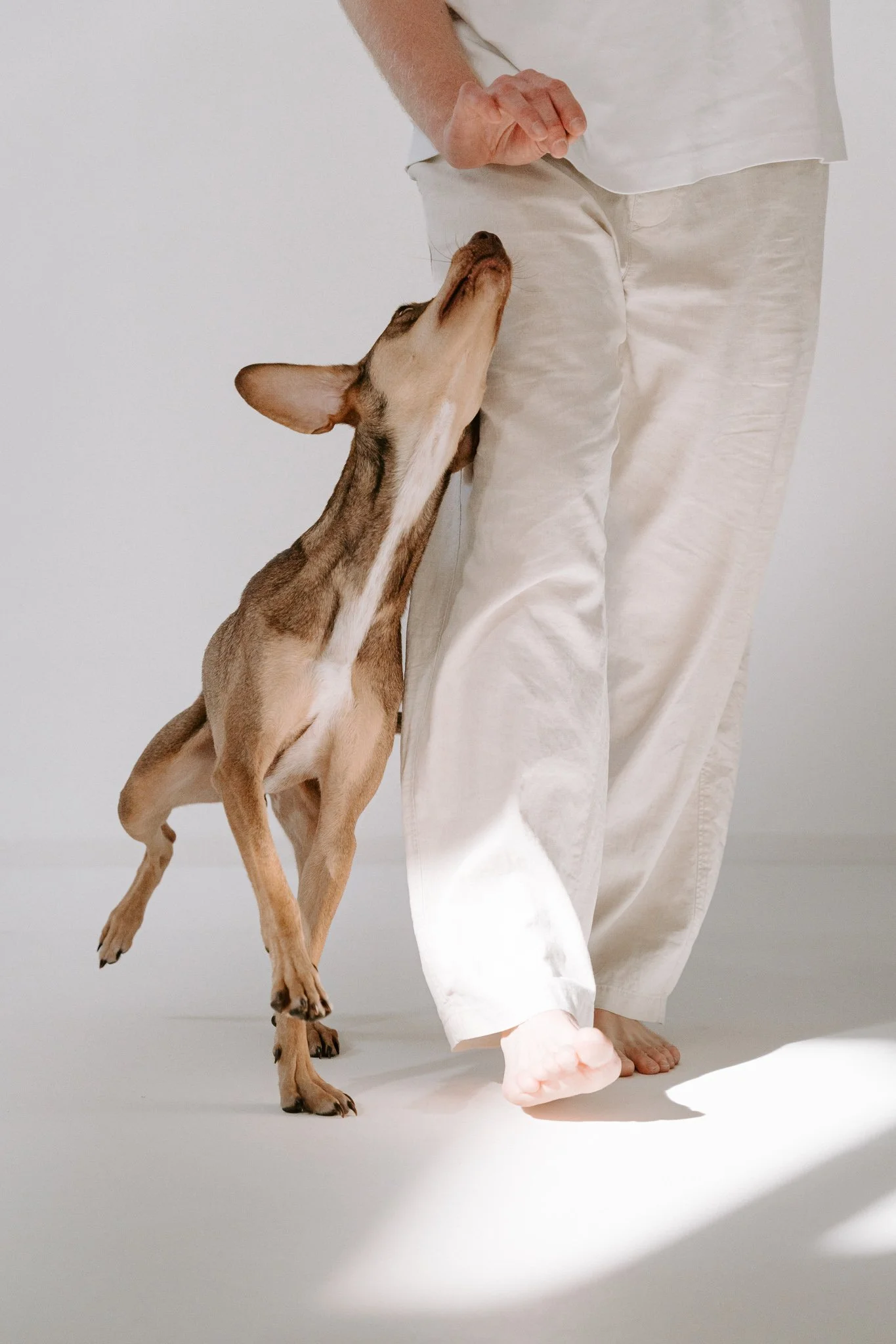 Hundefotografie indoor clean (12 von 23).jpg