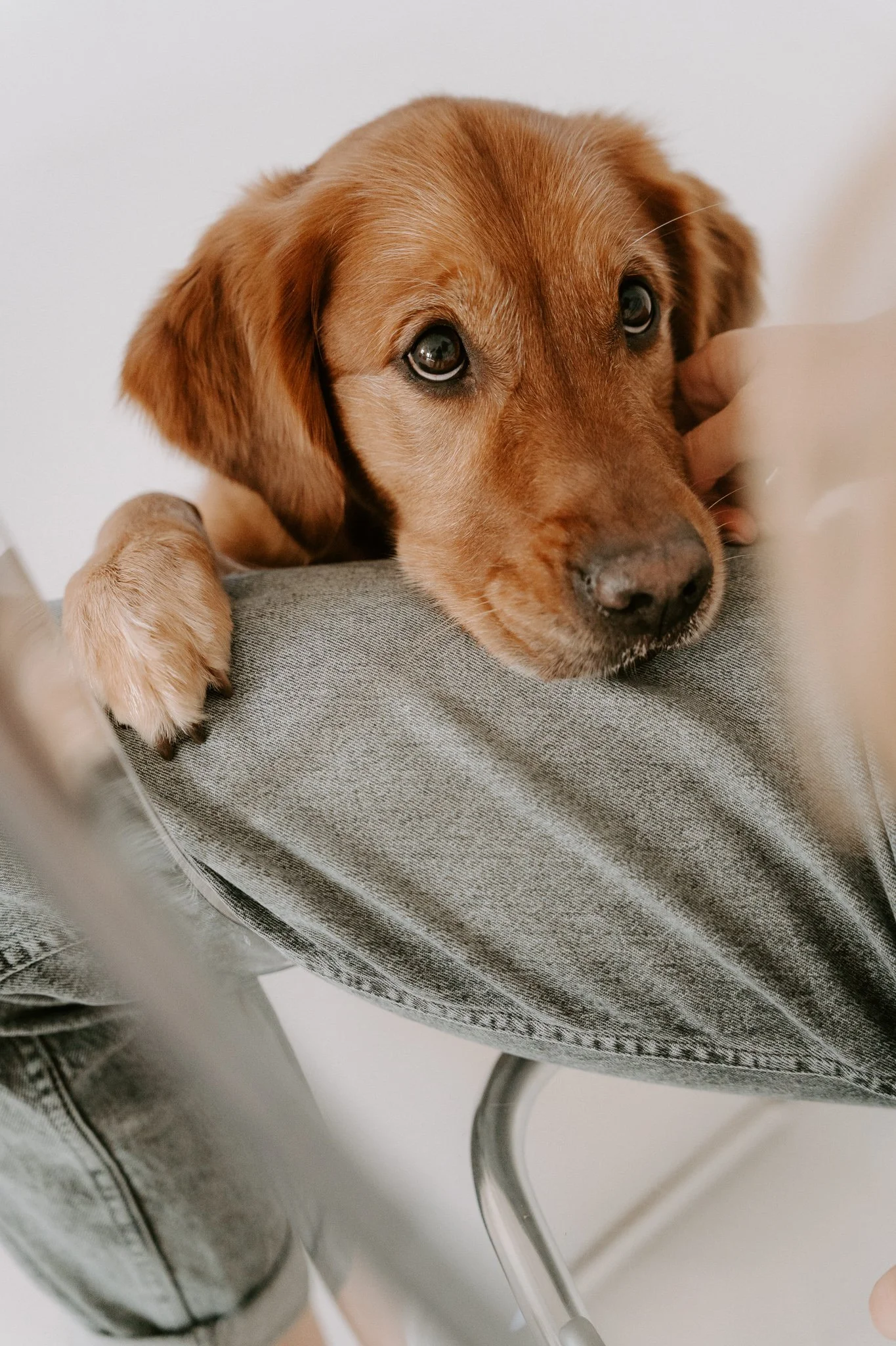 Welpenshooting Köln (27 von 40).jpg