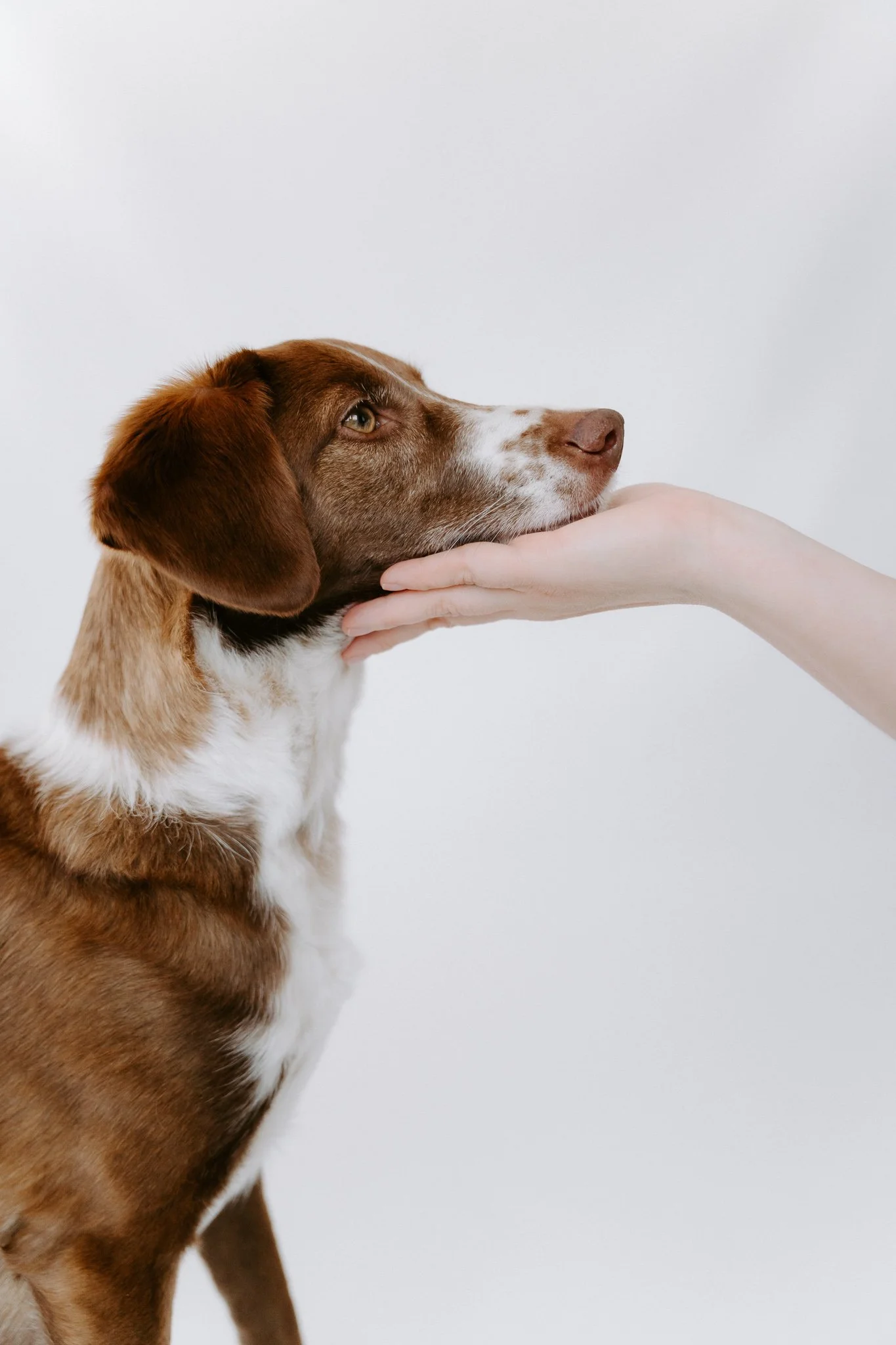 Hundefotografie indoor Köln (7 von 10).jpg