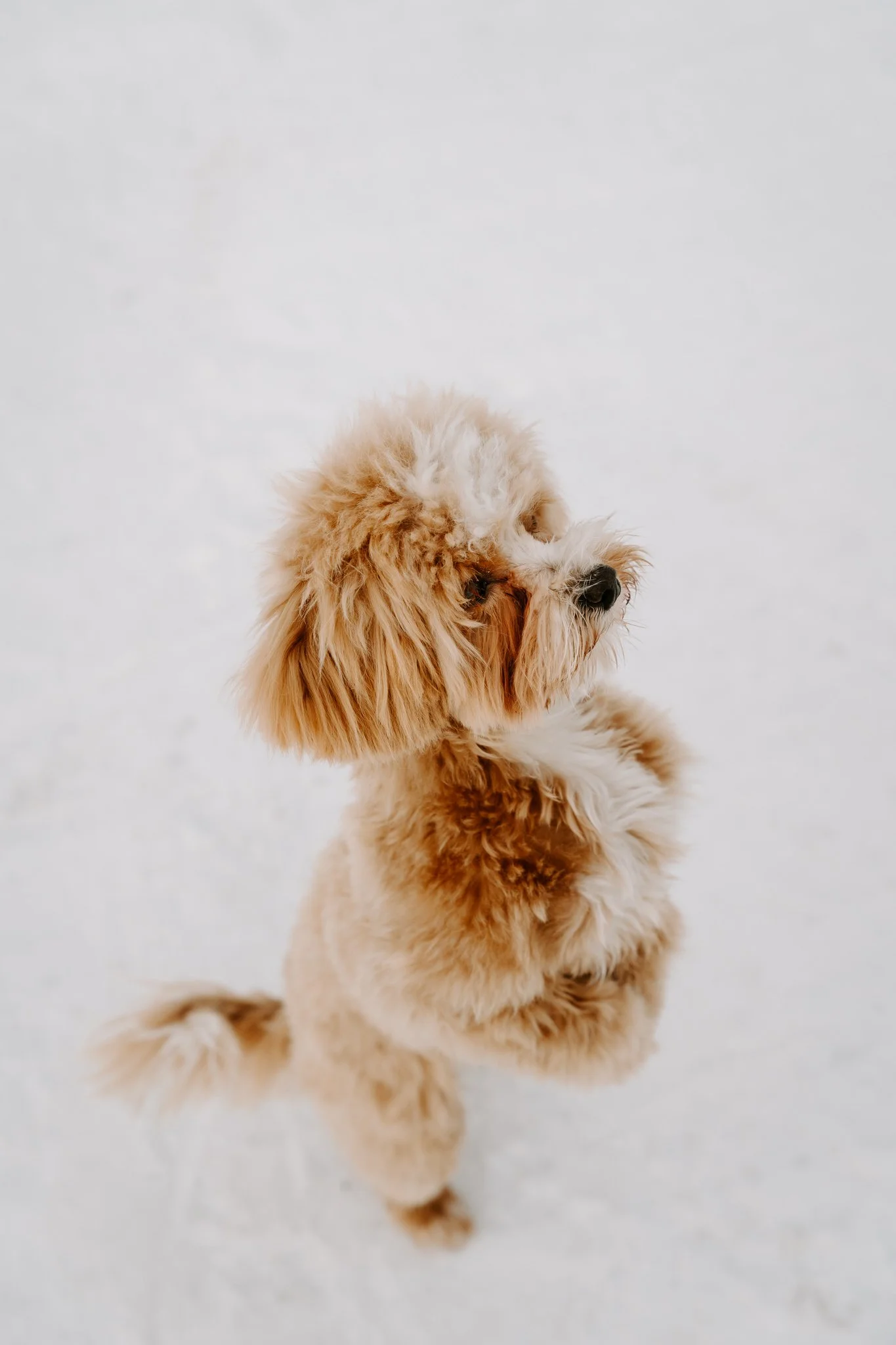 Hundefotografin NRW und deutschlandweit - Bohoandclassy Fotografie (5 von 16).jpg