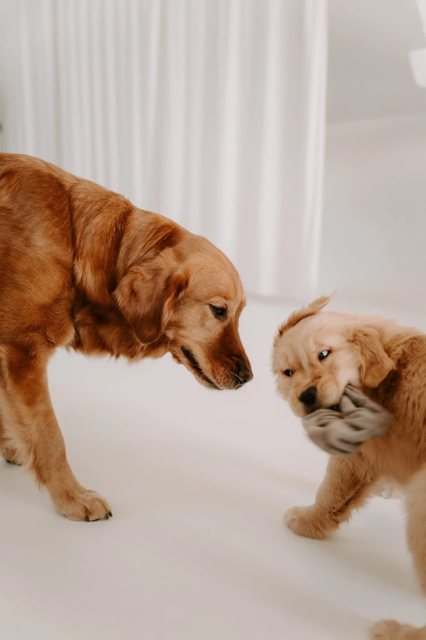 Welpenshooting Köln (17 von 40).jpg