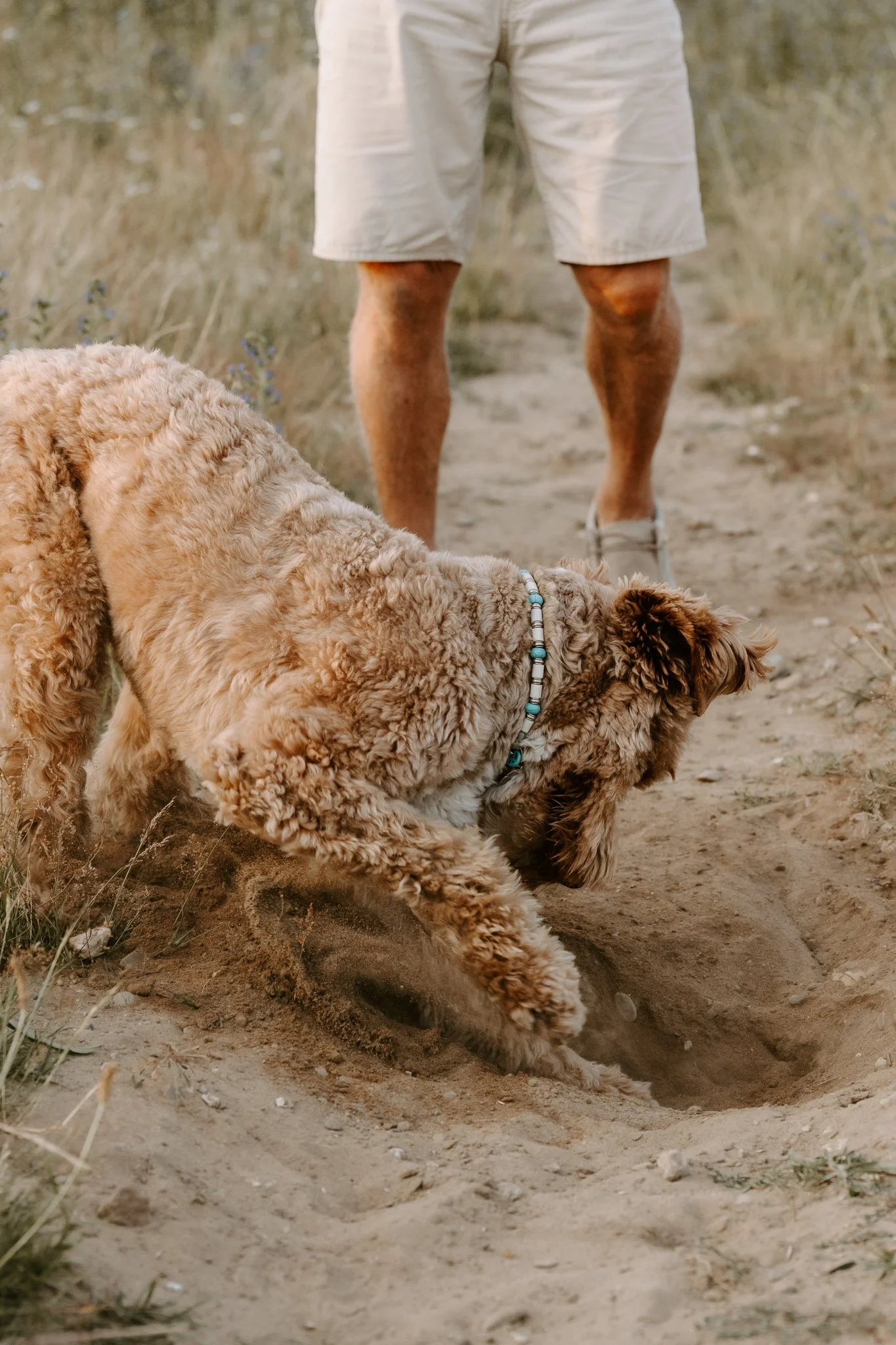 Hundefotografie outdoor Köln (78 von 101).jpg