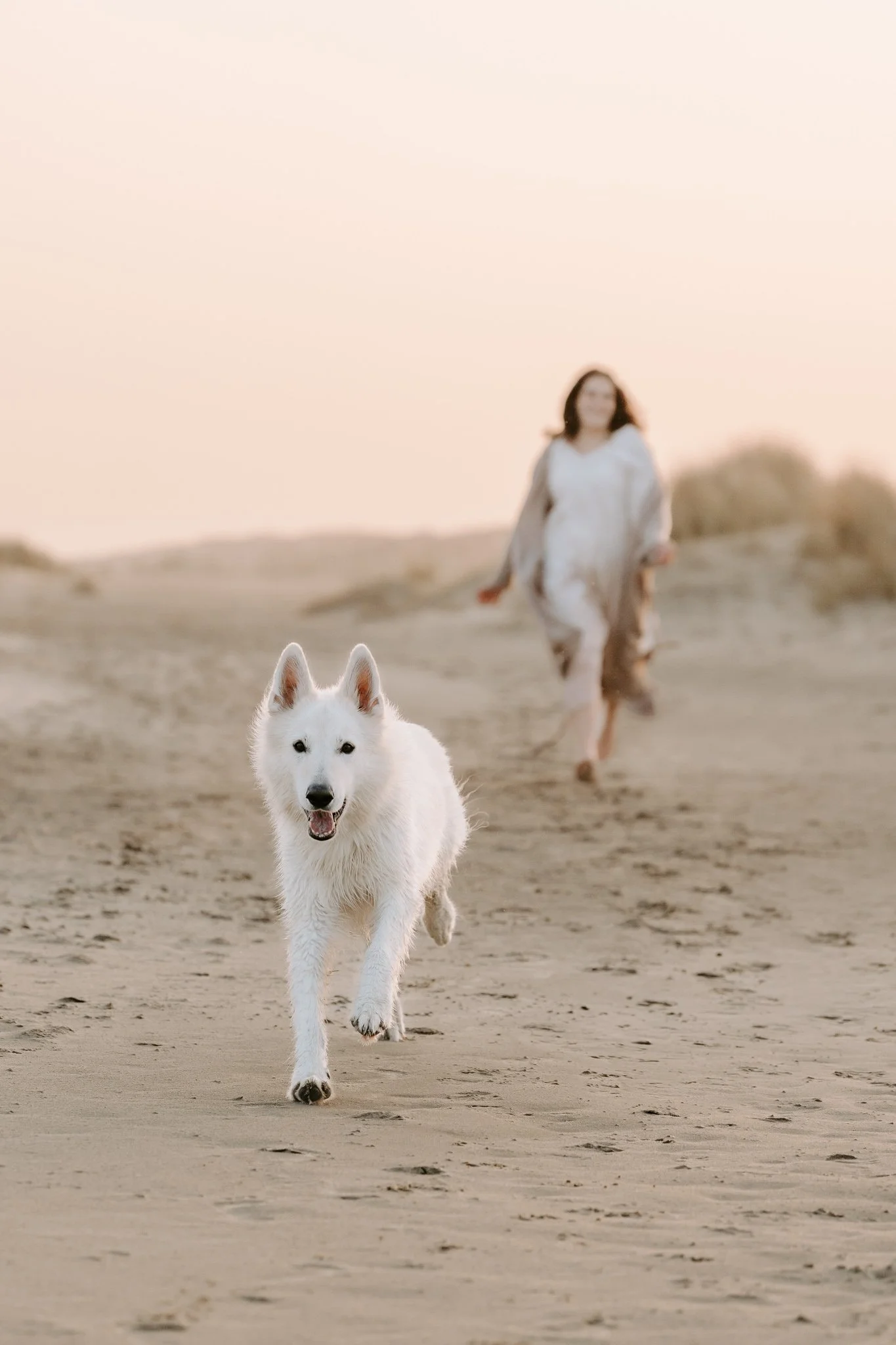 Hundefotografie Holland (2 von 12).jpg