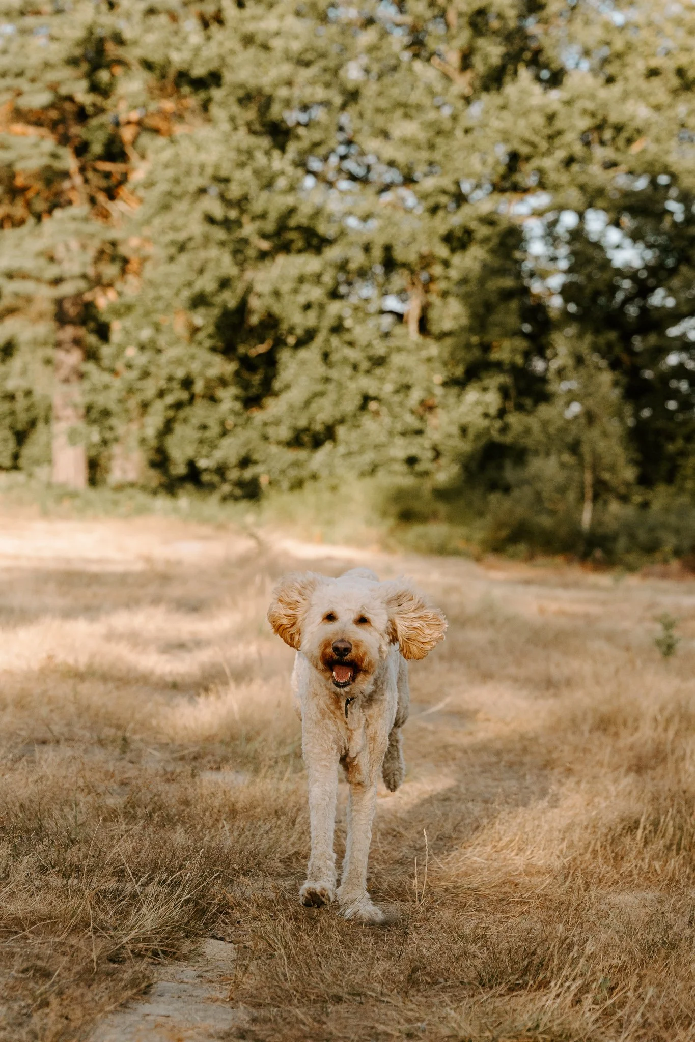 Hundeshooting in der Natur Köln (30 von 48).jpg