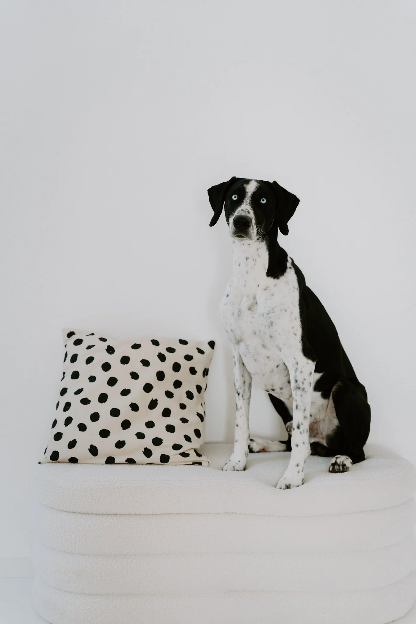 Ein Dalmatiner-Hund sitzt auf einer weißen Plattform neben einem schwarzen und weißen Polka-Dot-Kissen vor einem weißen Hintergrund.